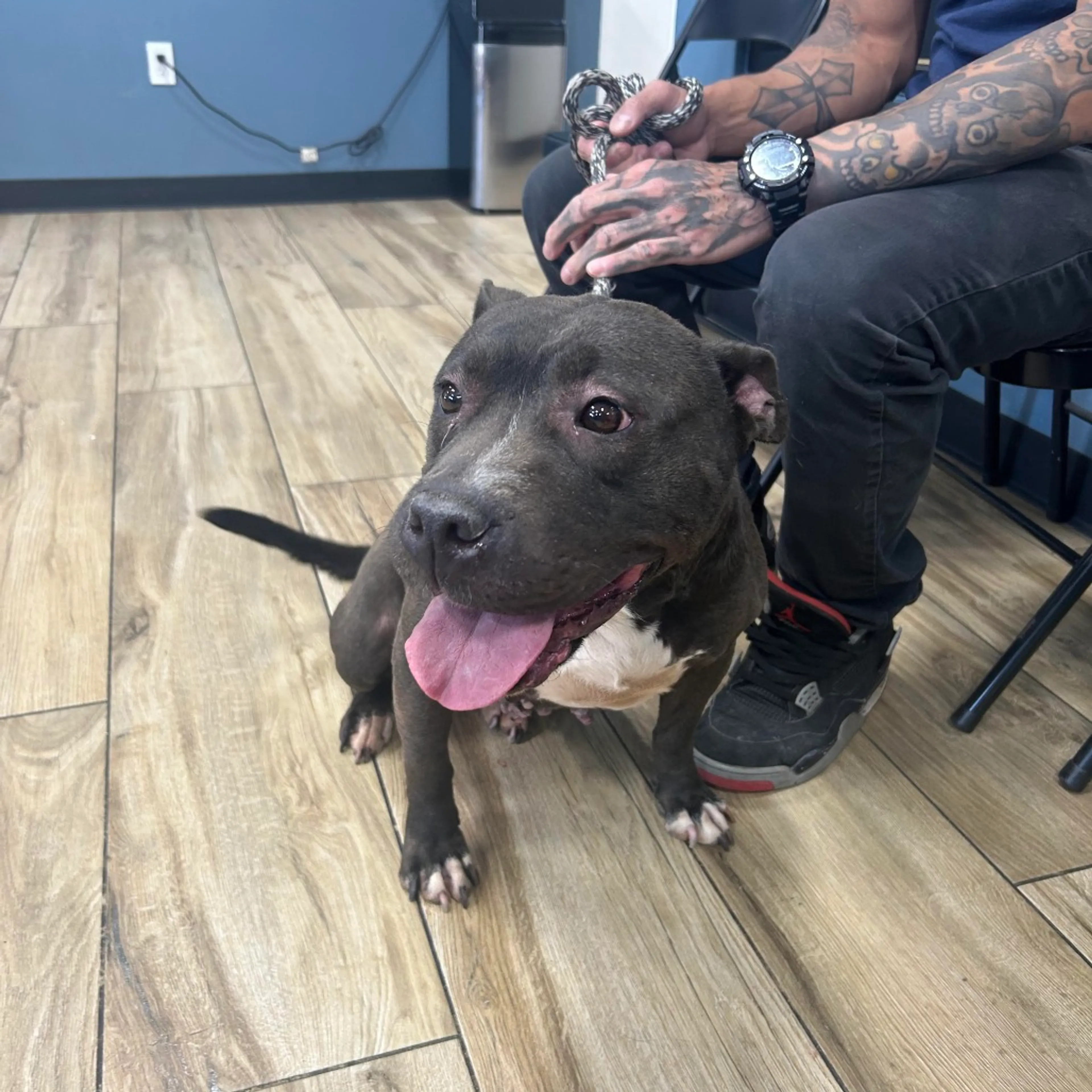 Found pet