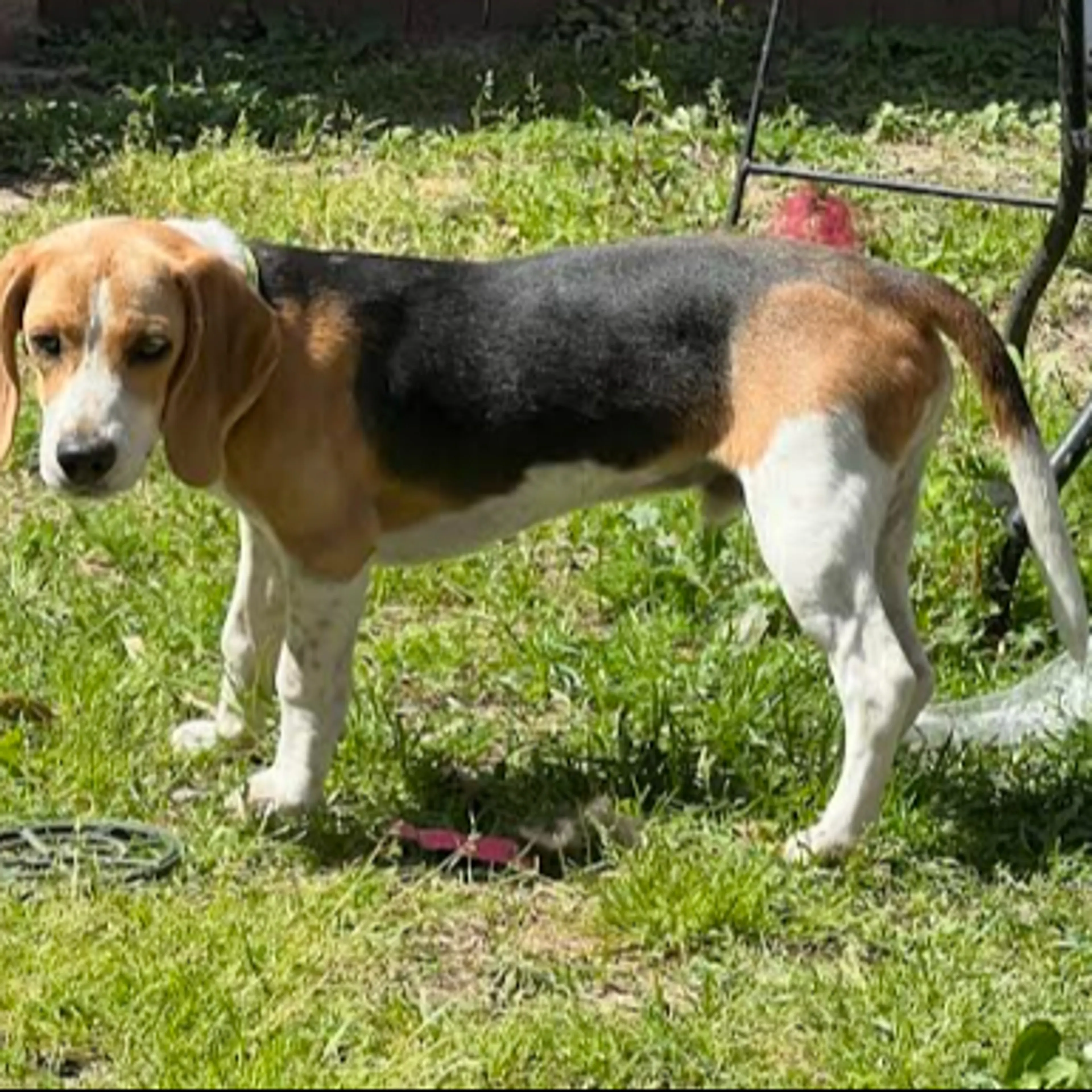 Lost pet-1