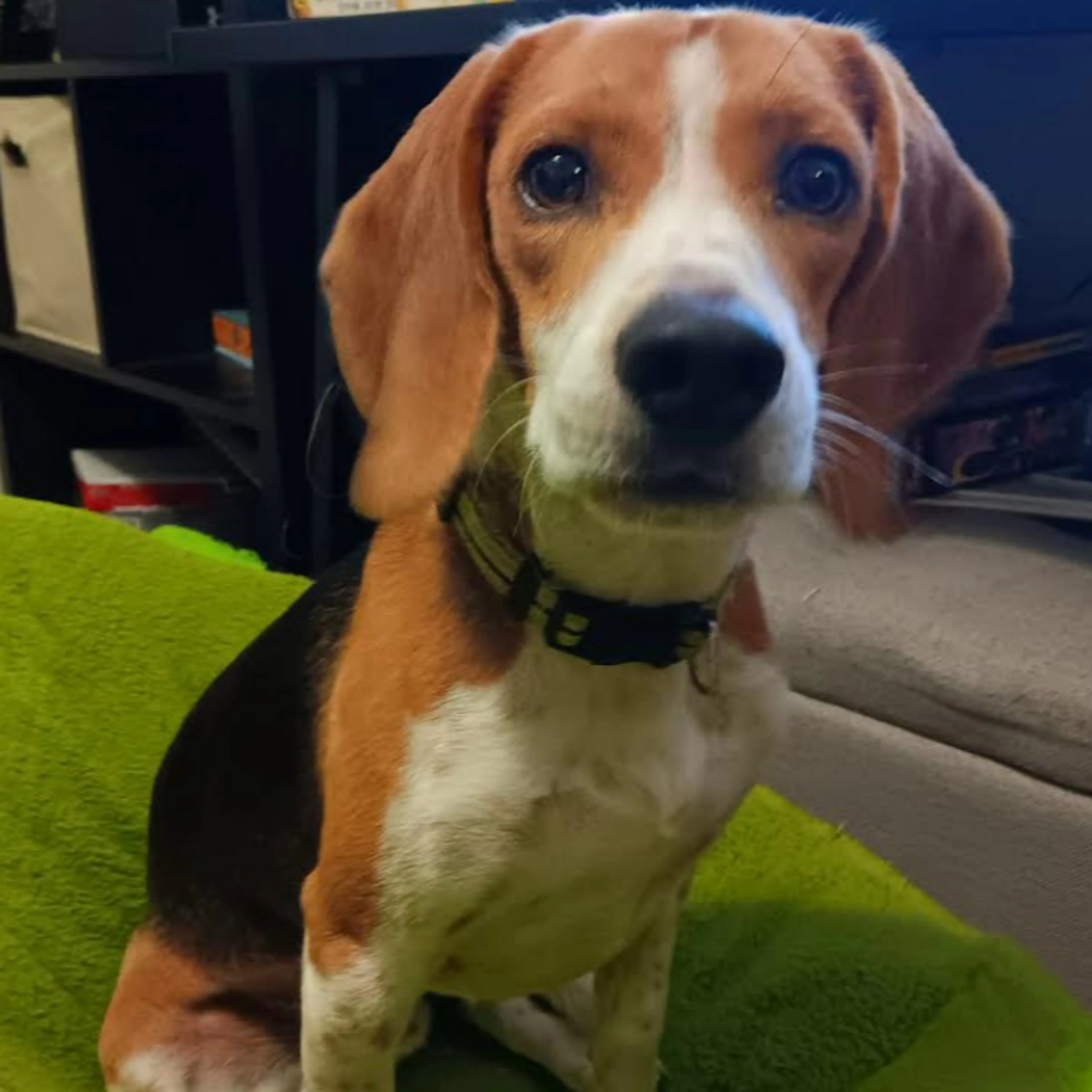 Lost pet-2