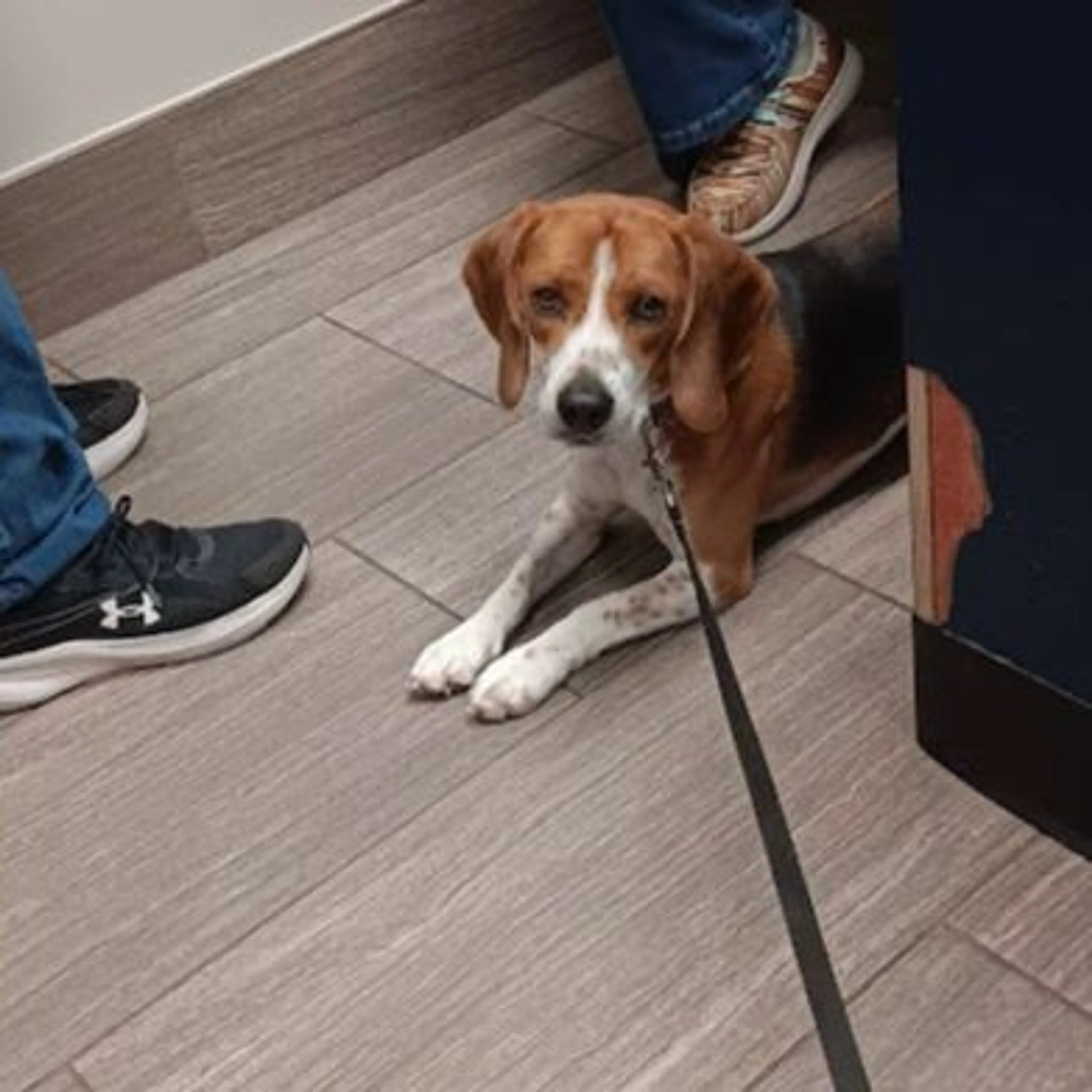 Lost pet-0