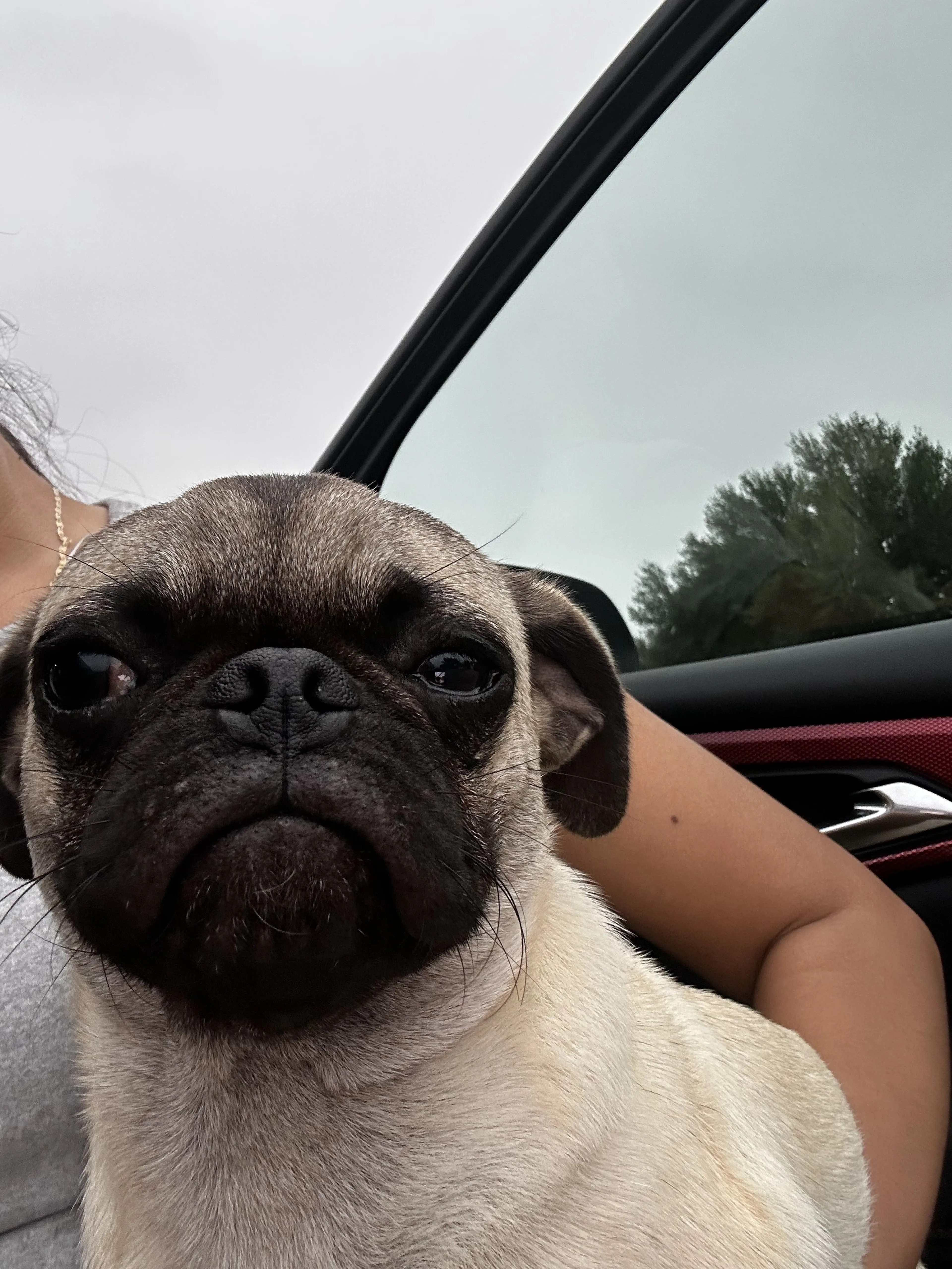 Lost pet-0