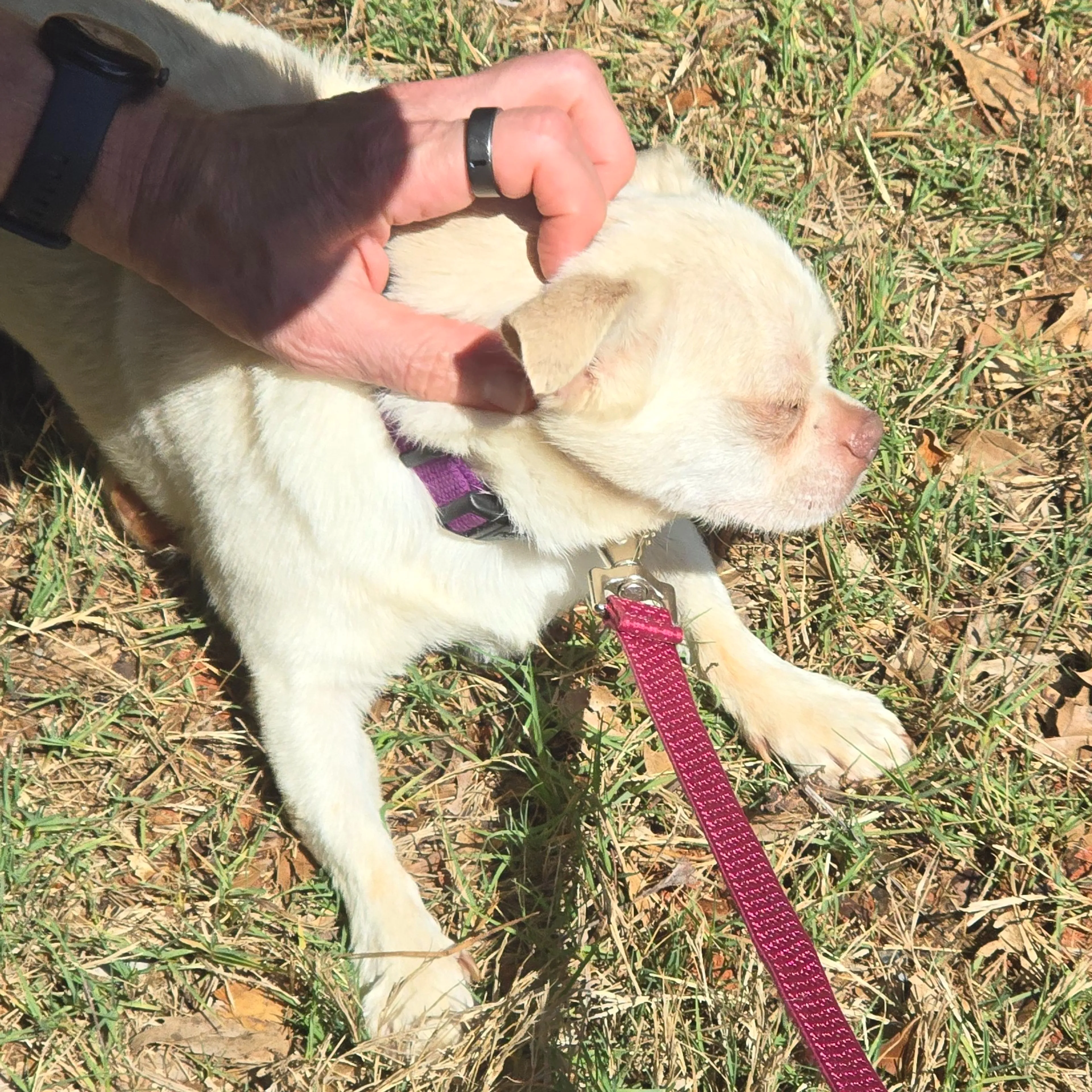 Found pet-1