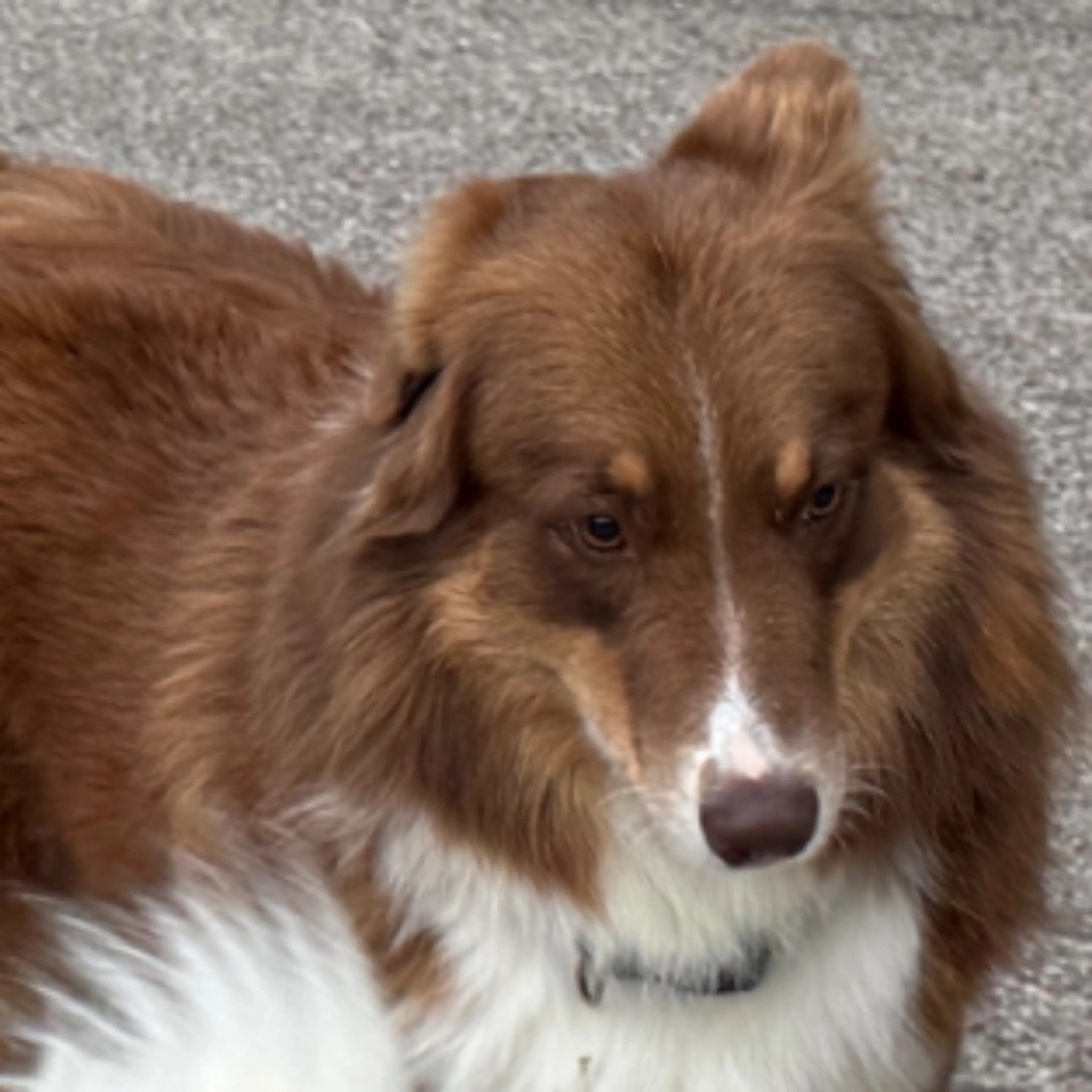 Lost pet