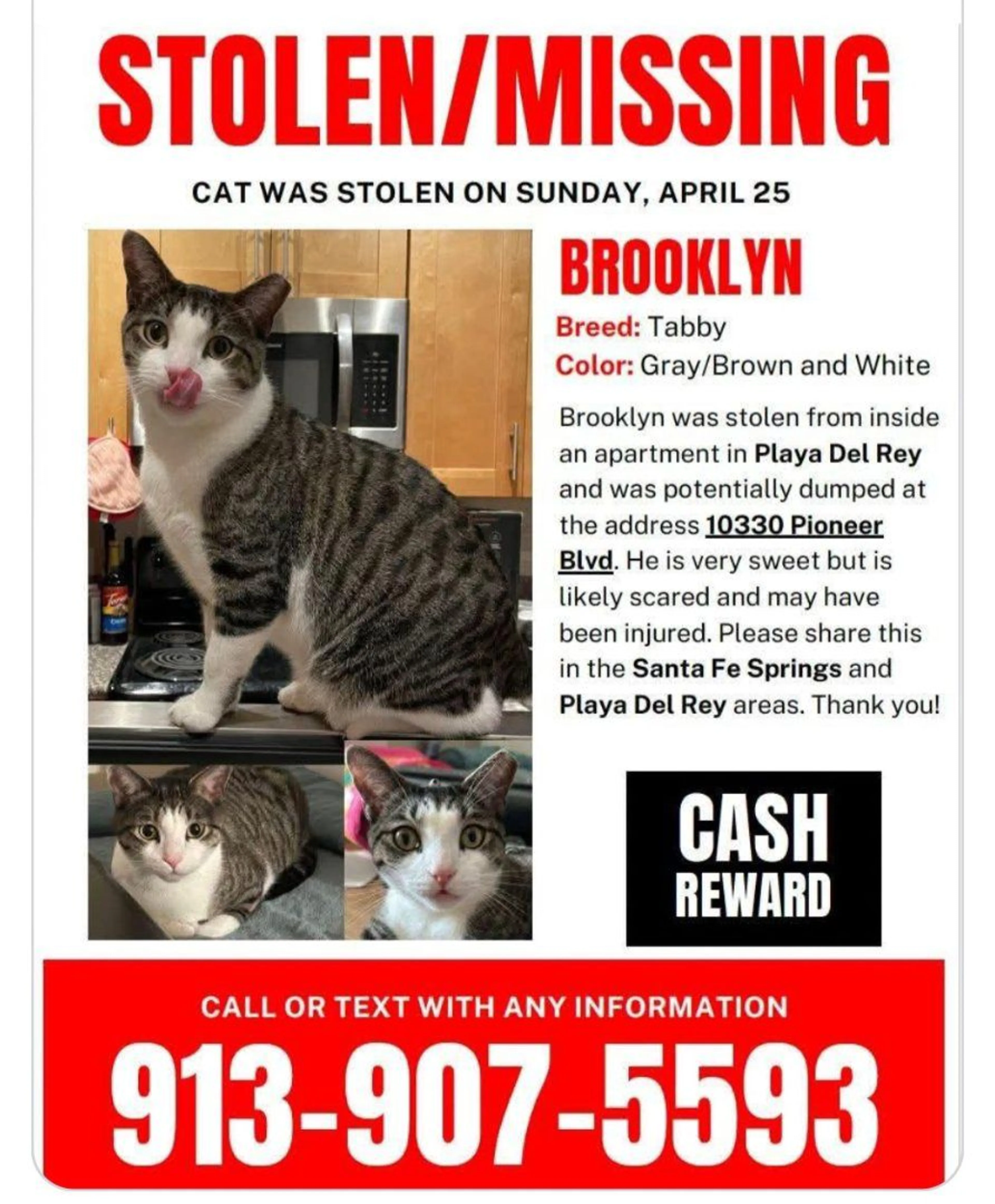 Lost pet