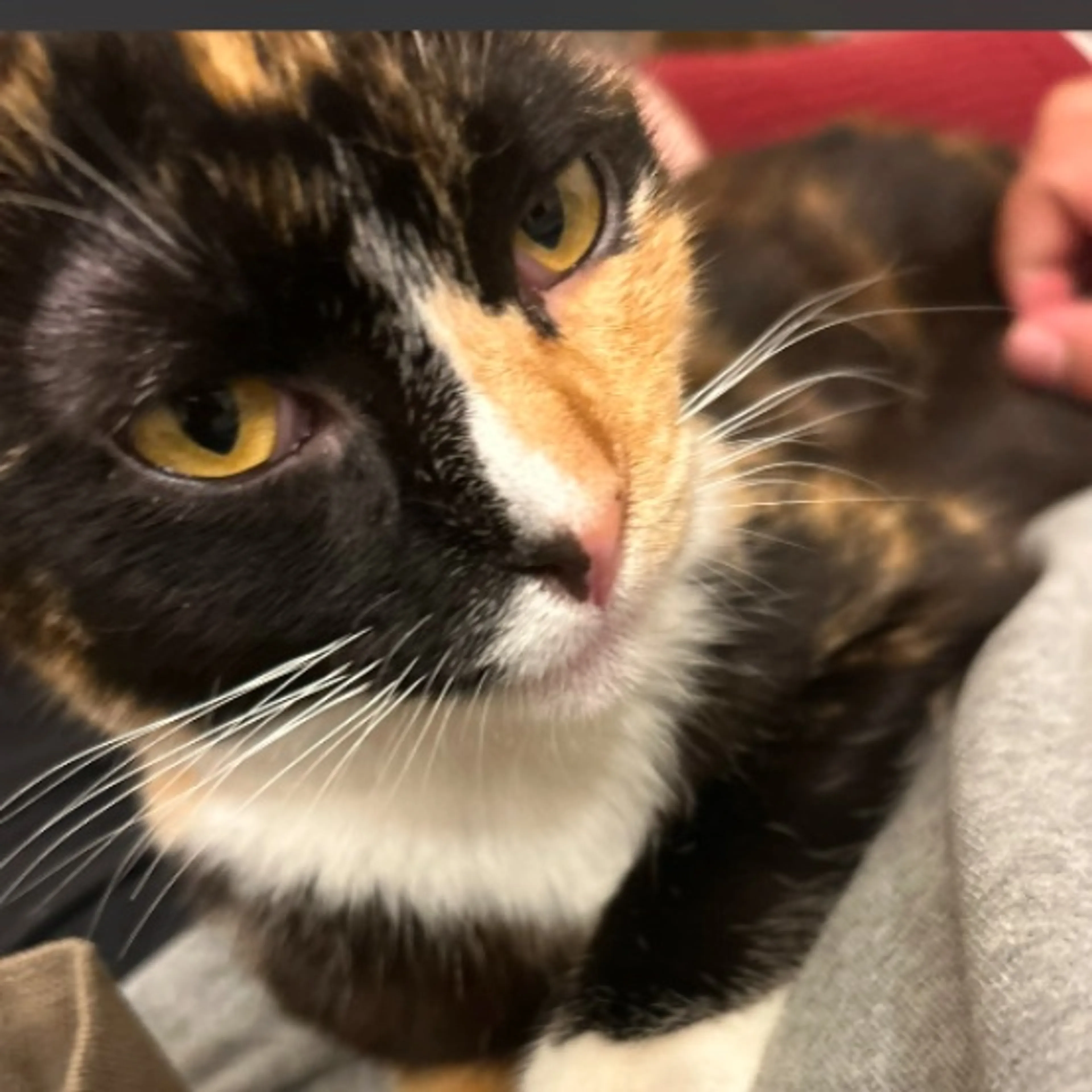 Lost pet