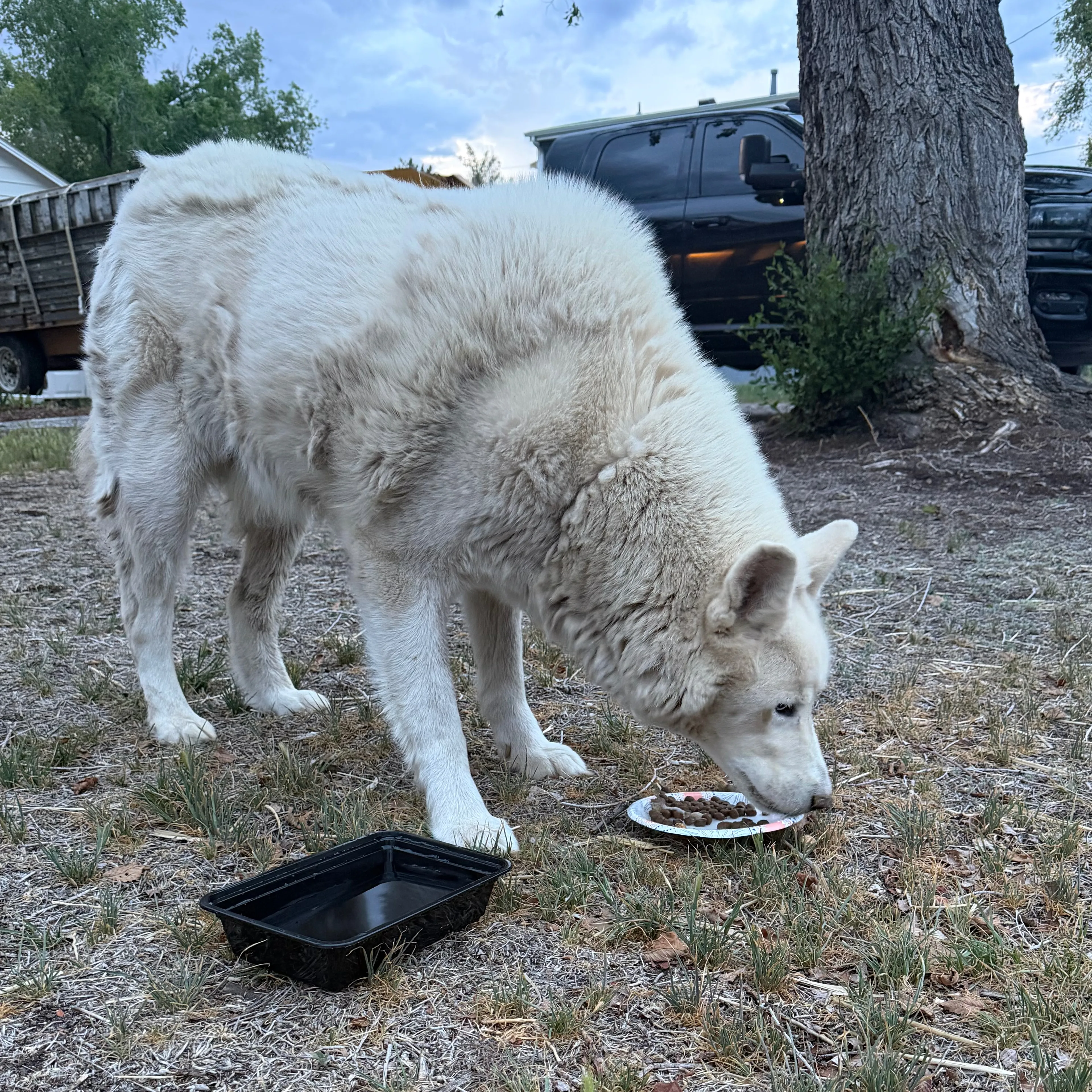 Found pet-1