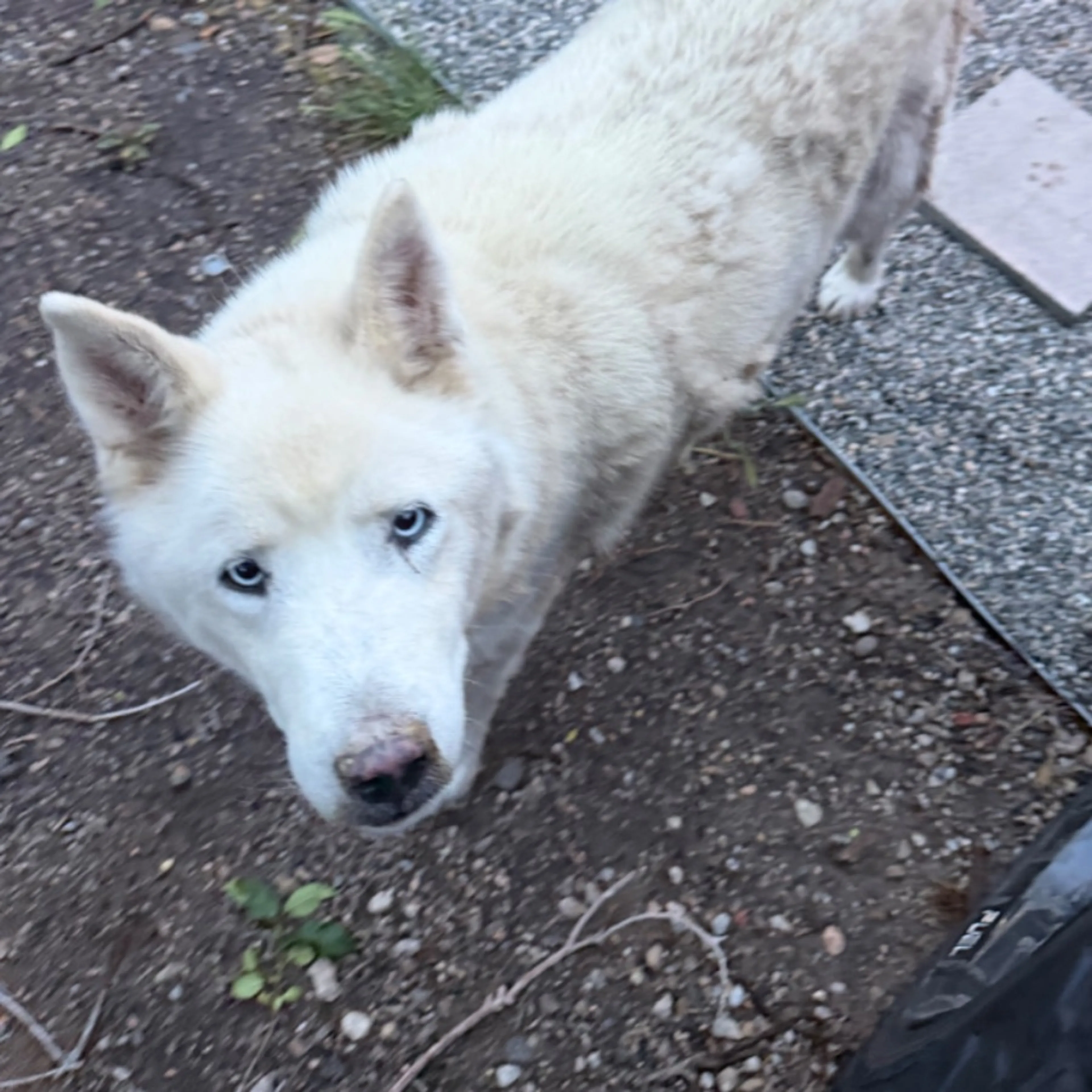Found pet-0