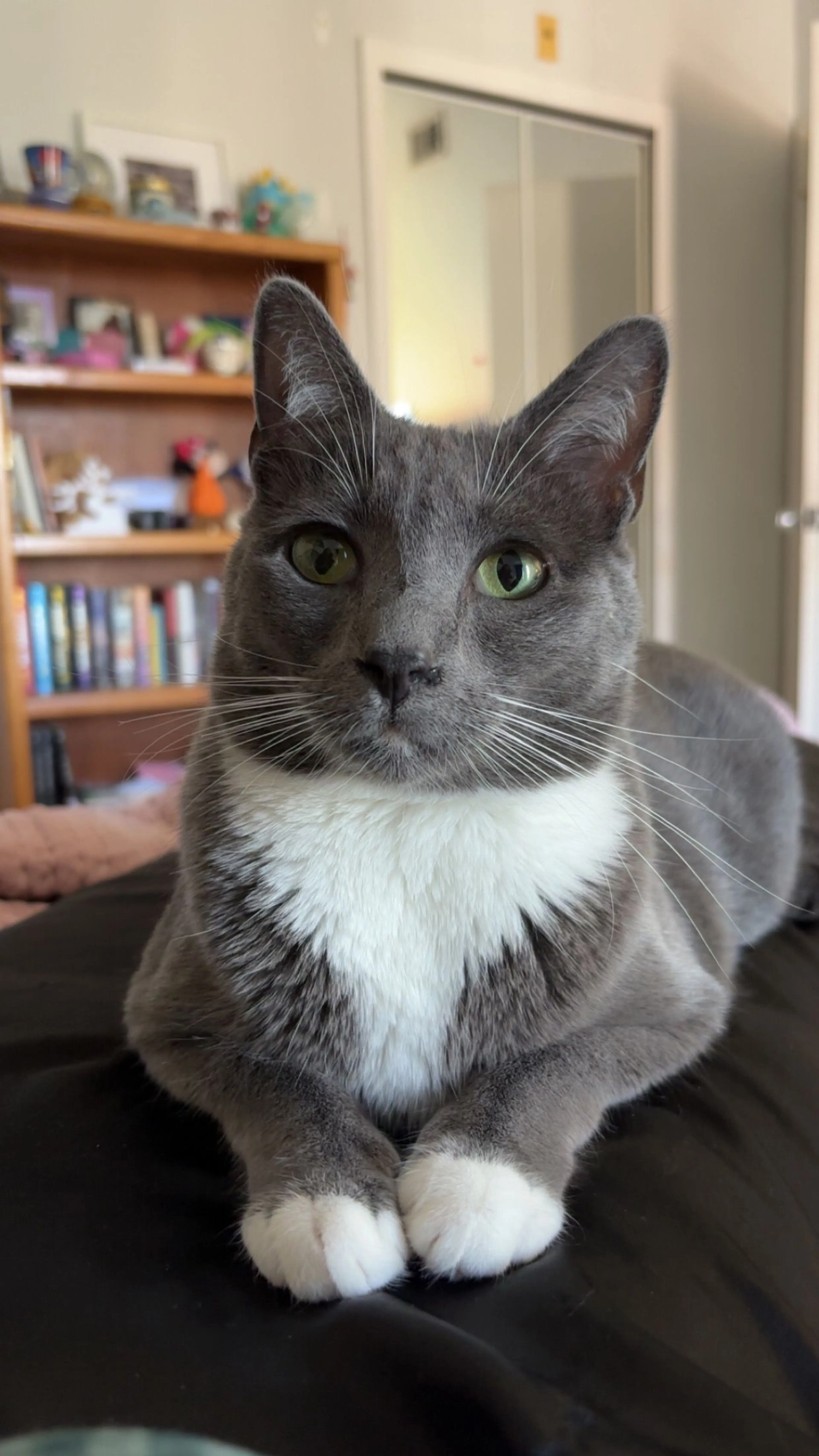 Lost pet-1
