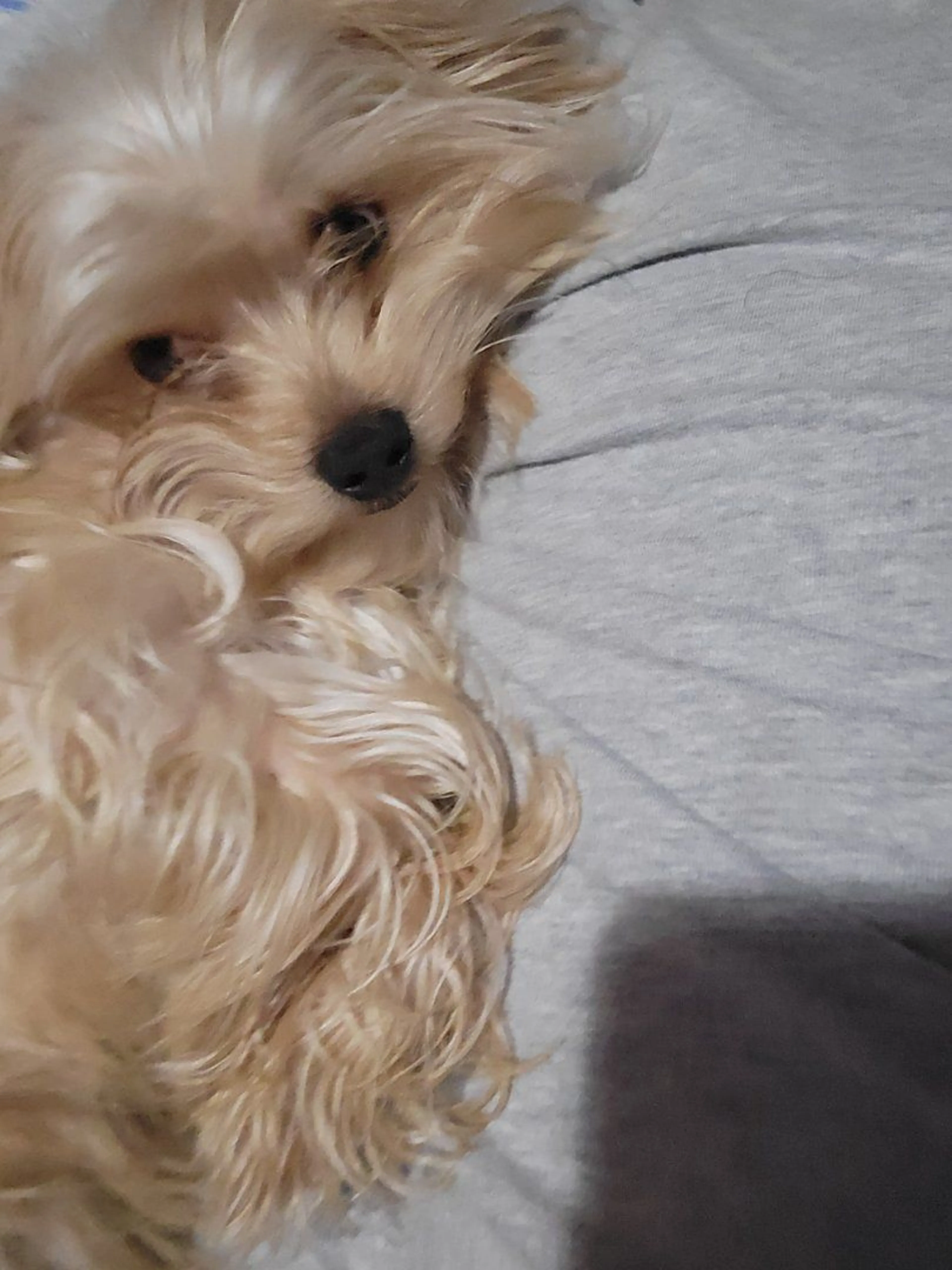 Lost pet-3