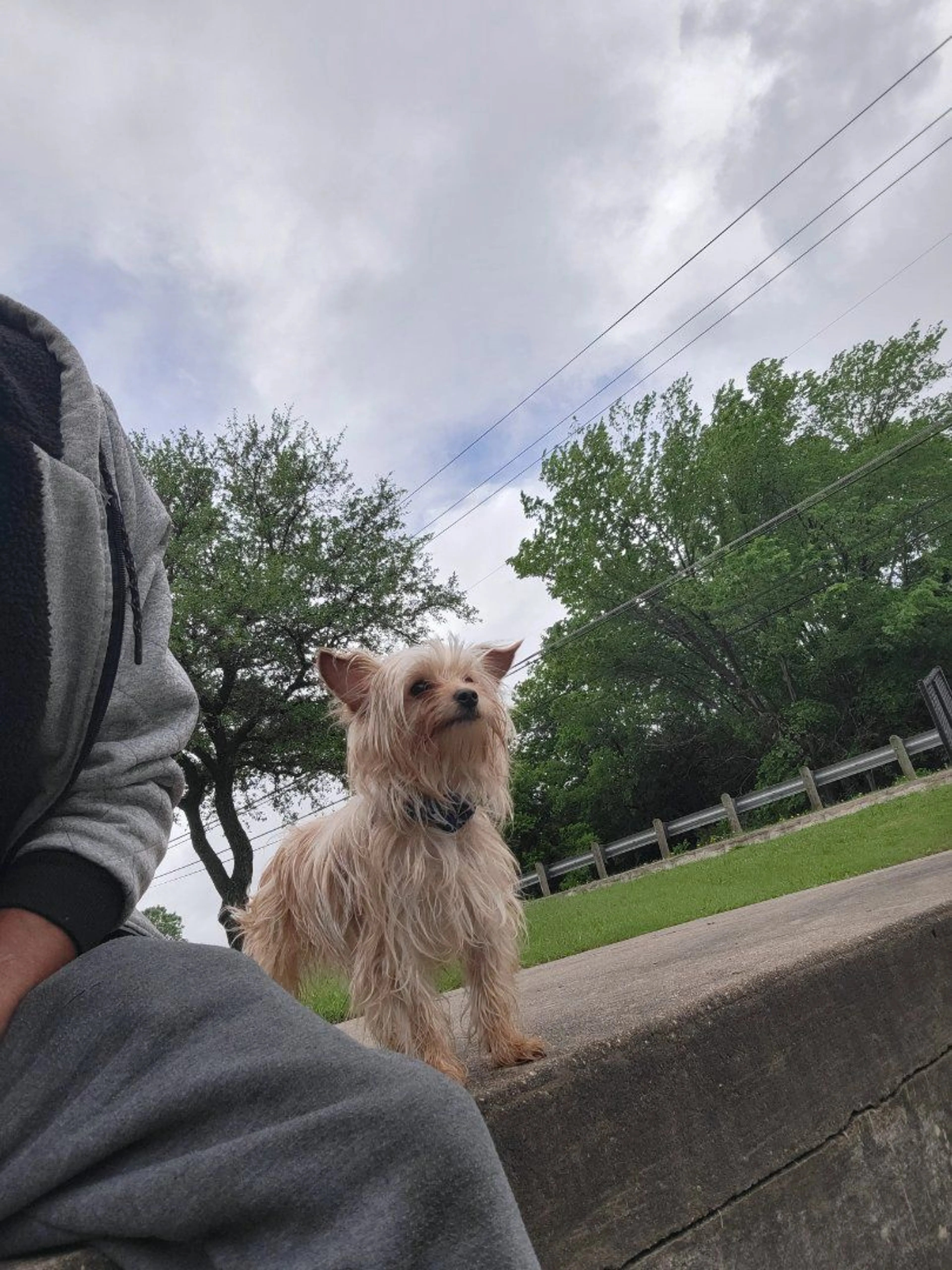 Lost pet-0