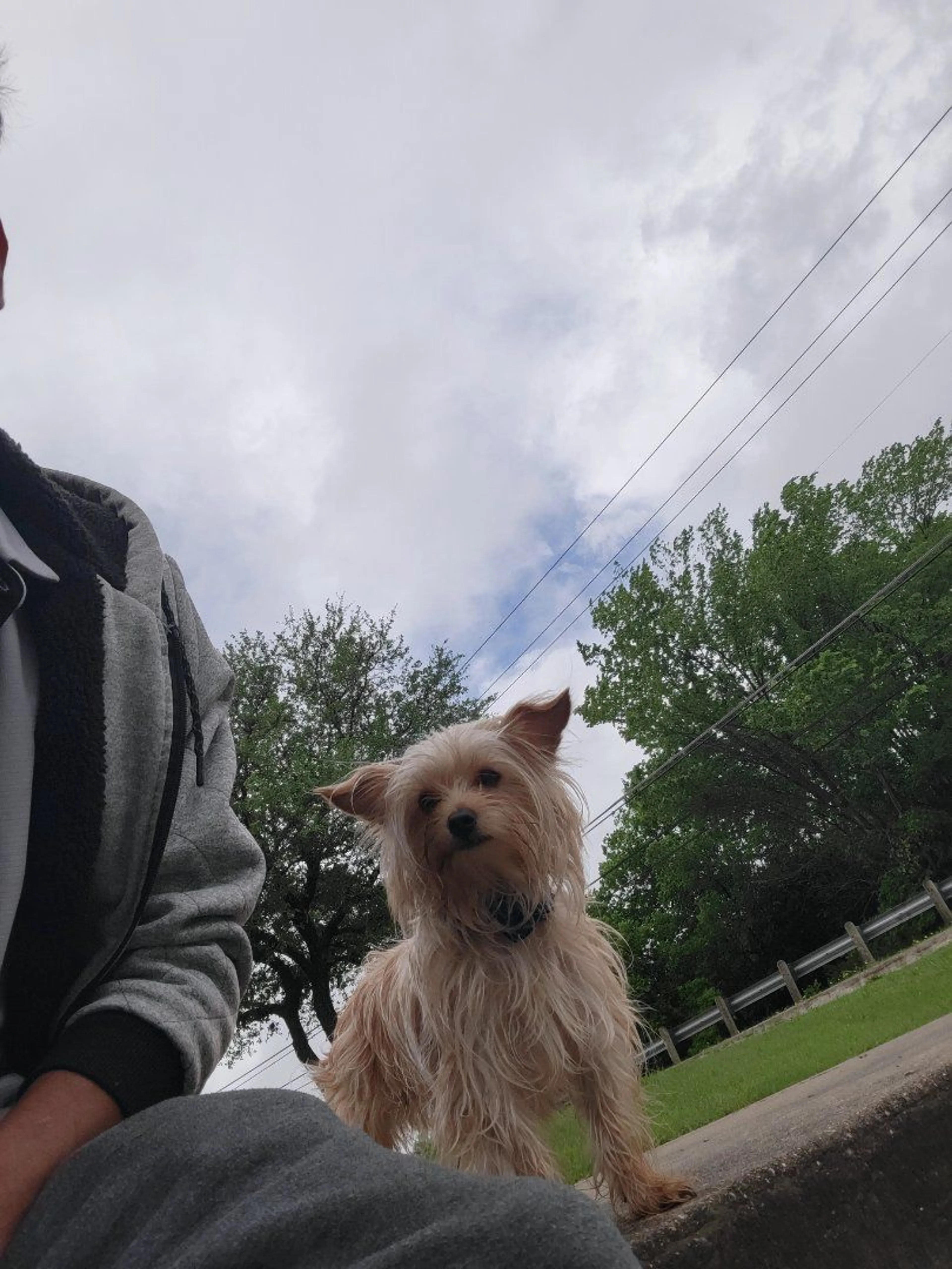 Lost pet-1