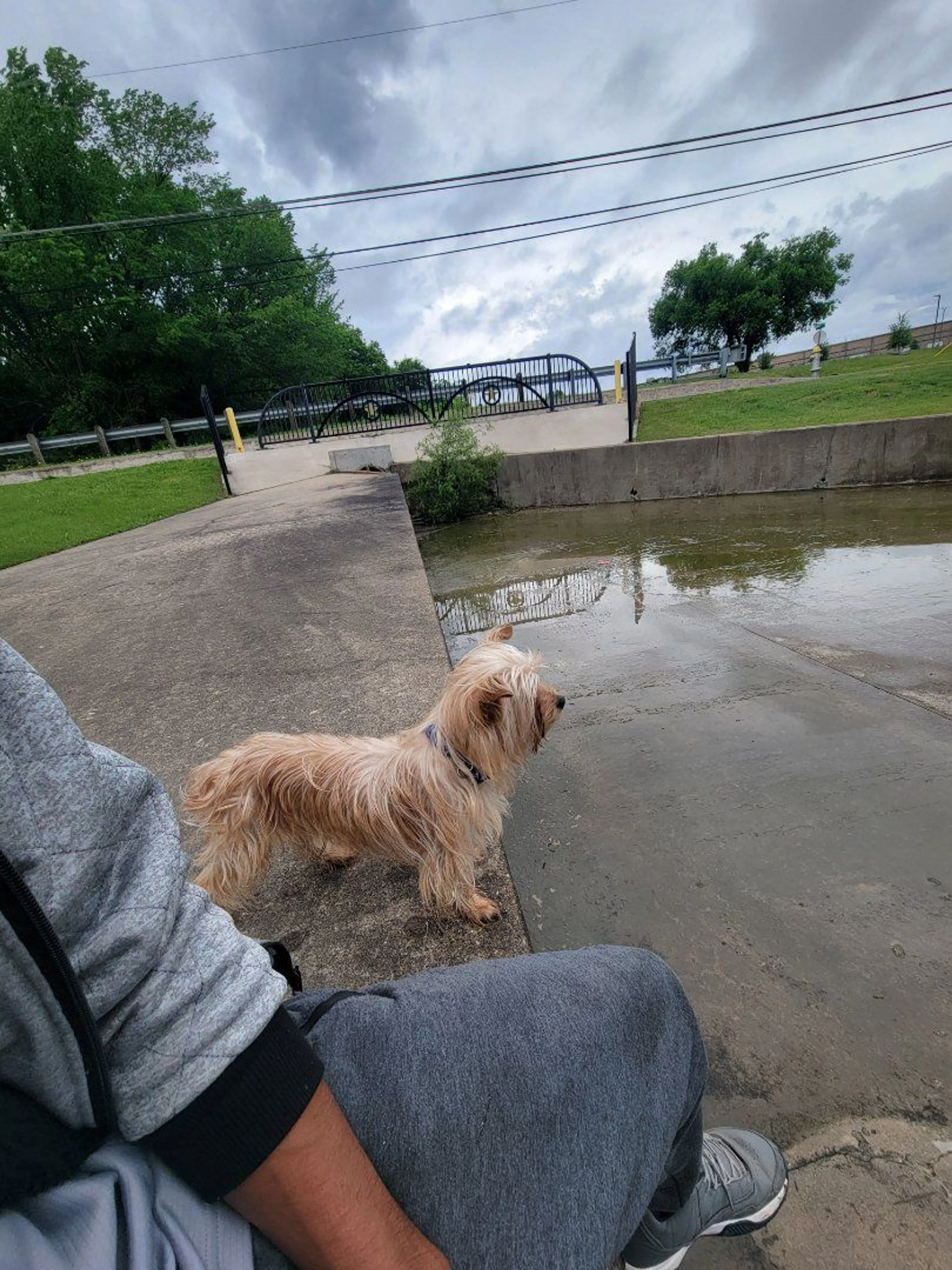 Lost pet-2