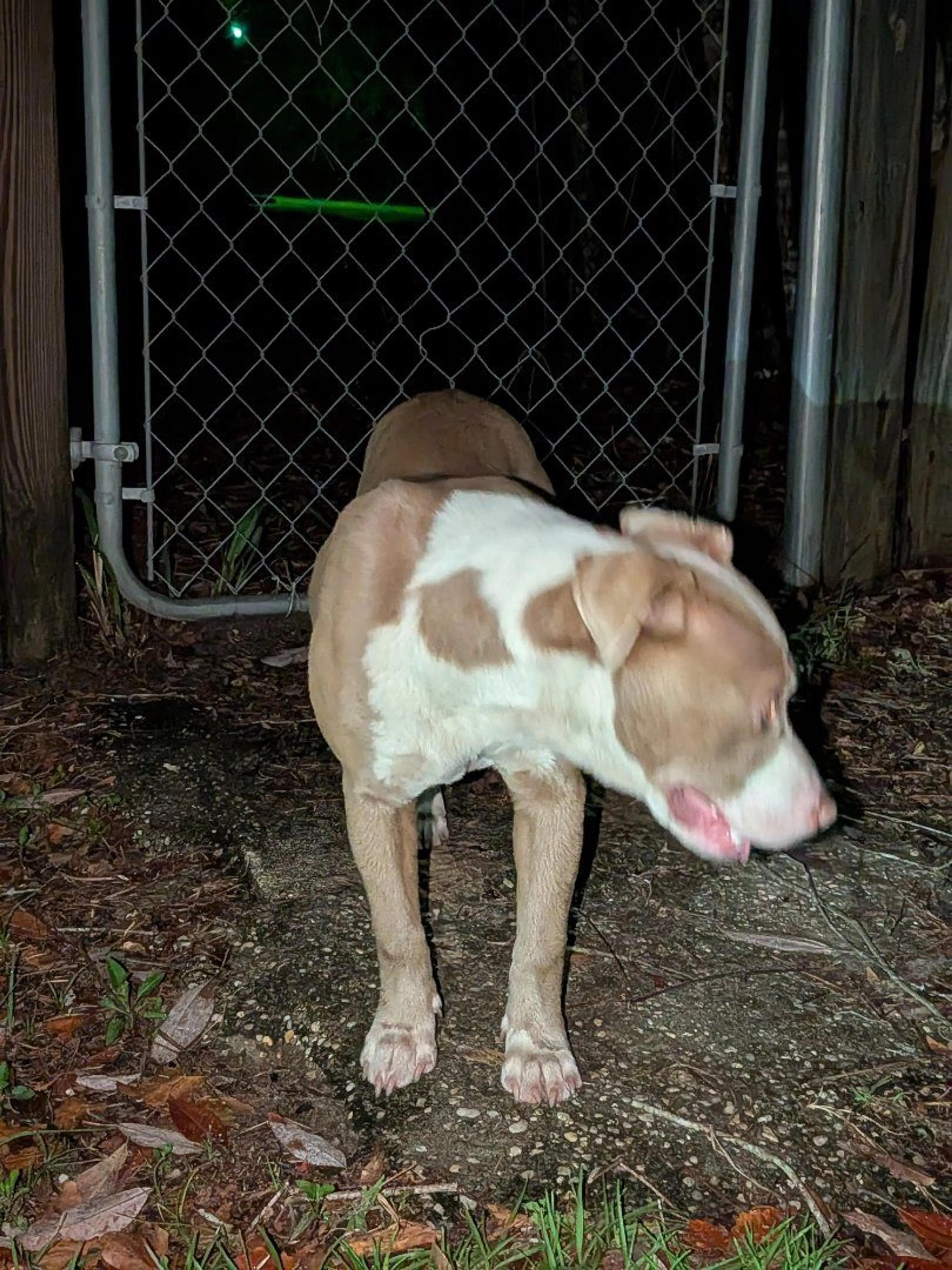 Lost pet-1