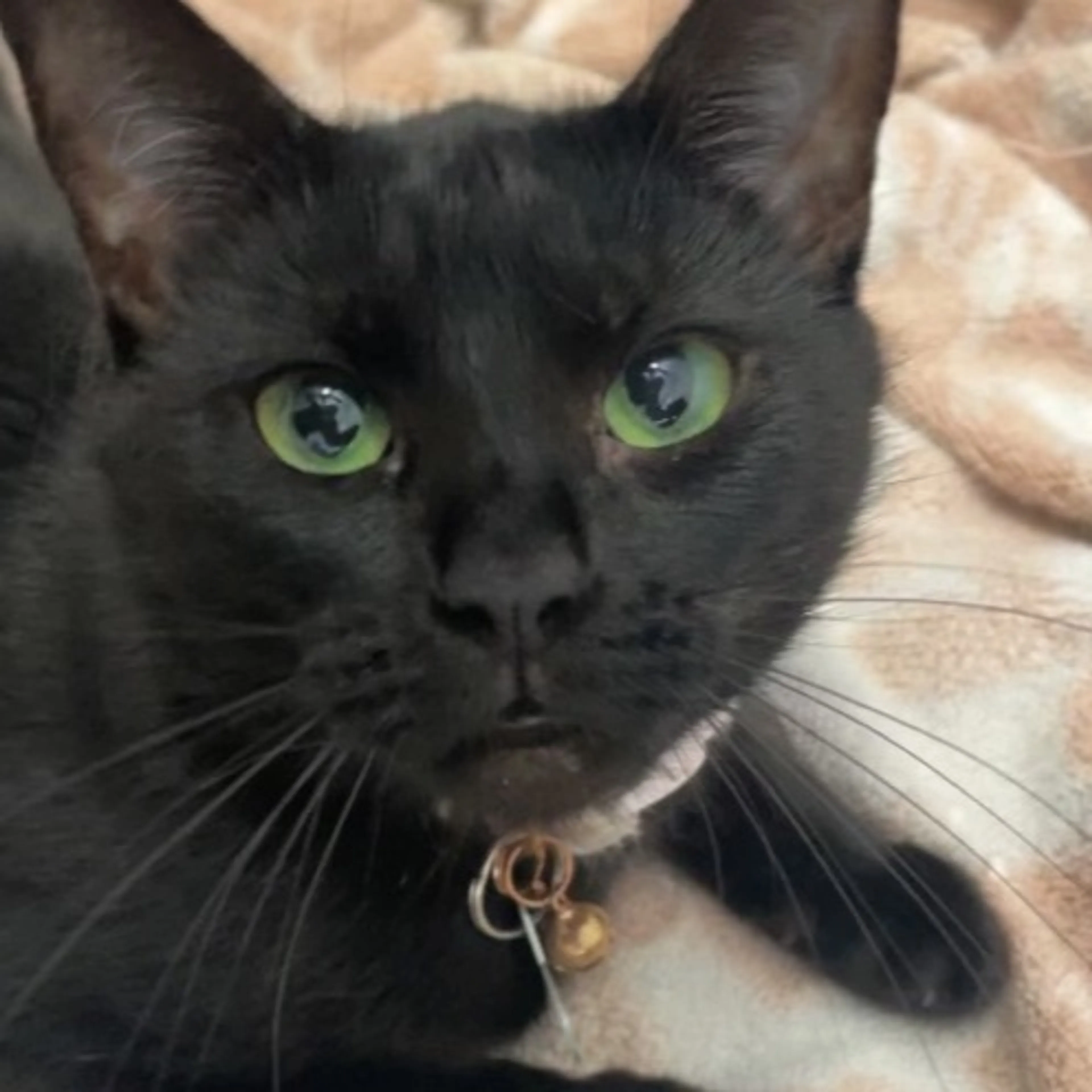 Lost pet