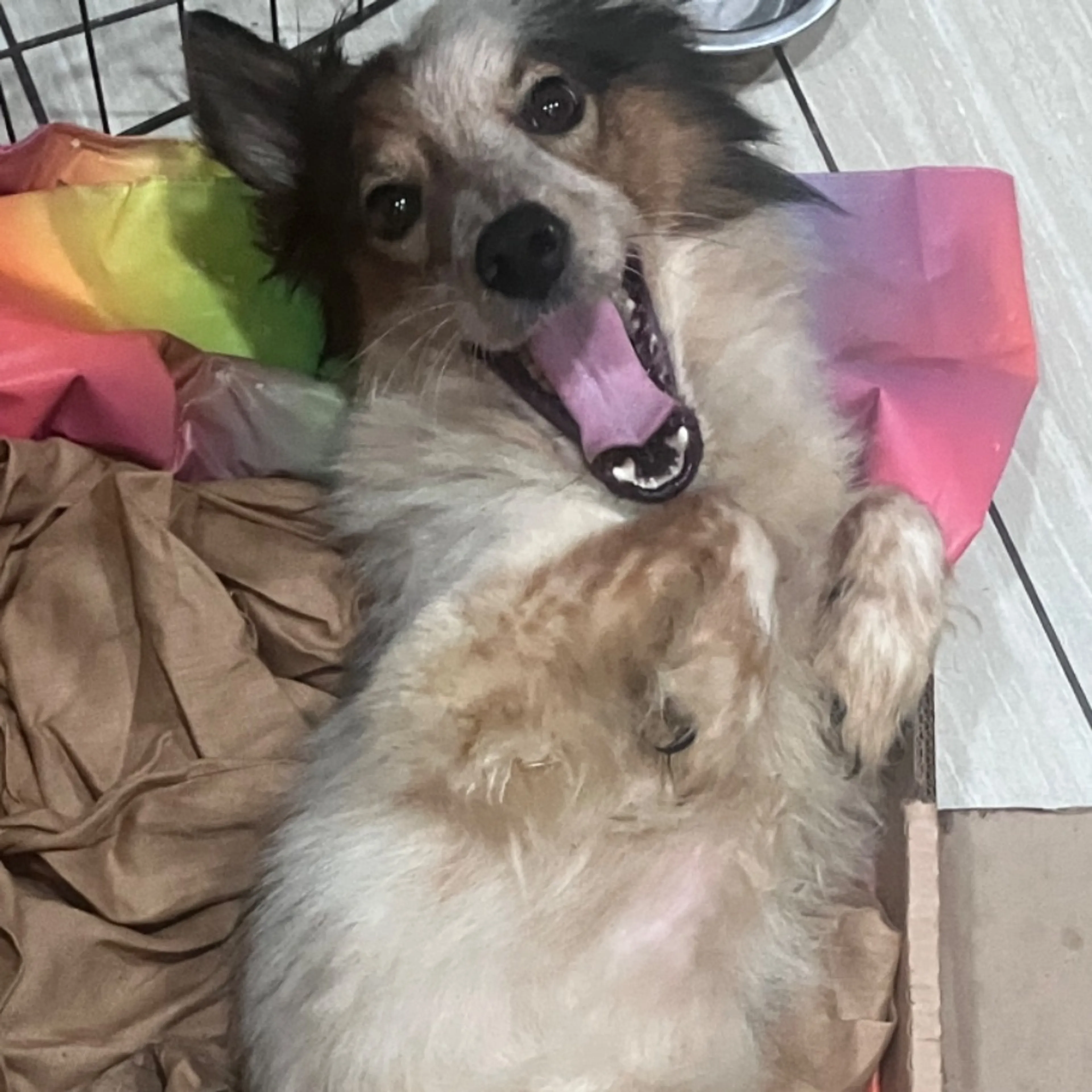 Lost pet-0