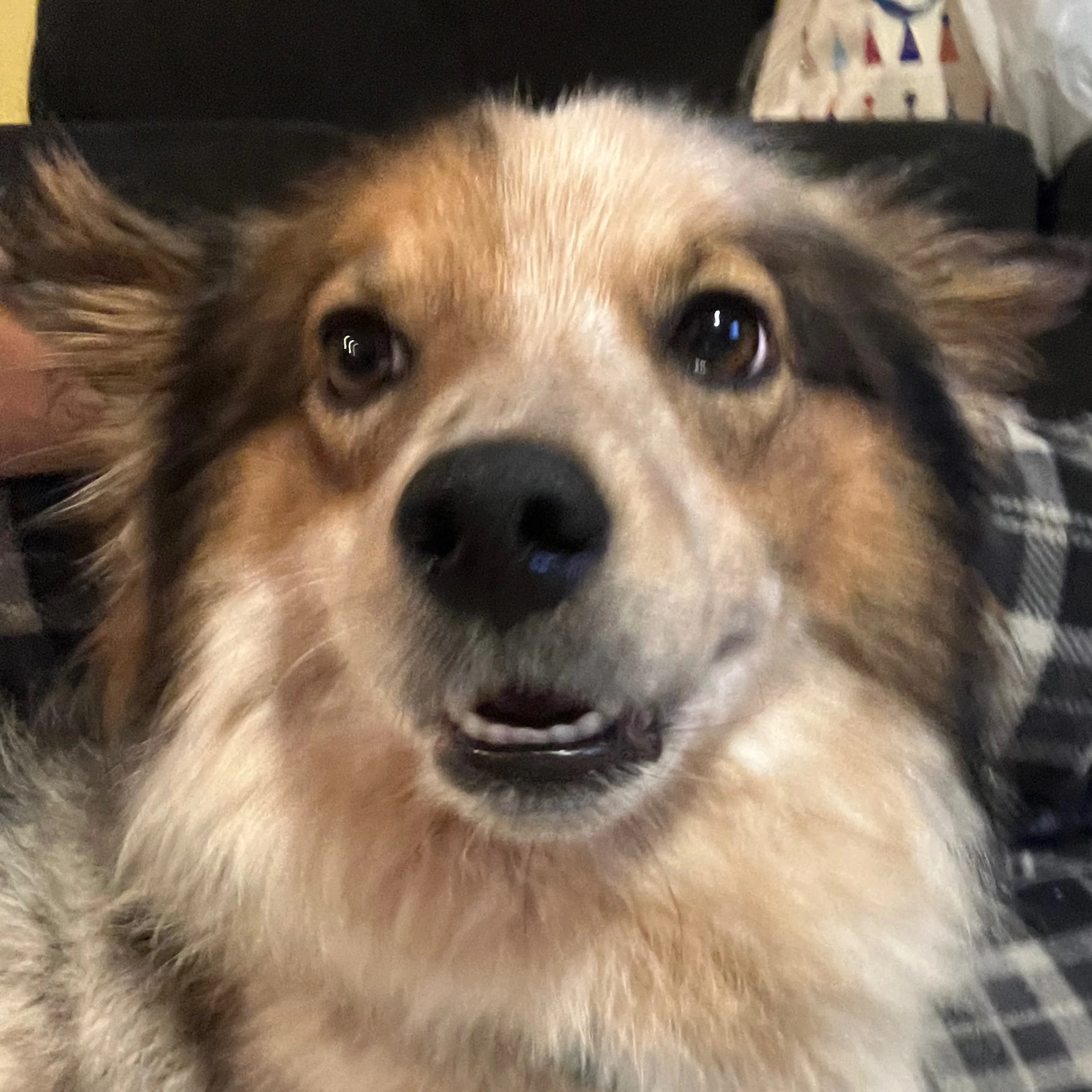 Lost pet-2