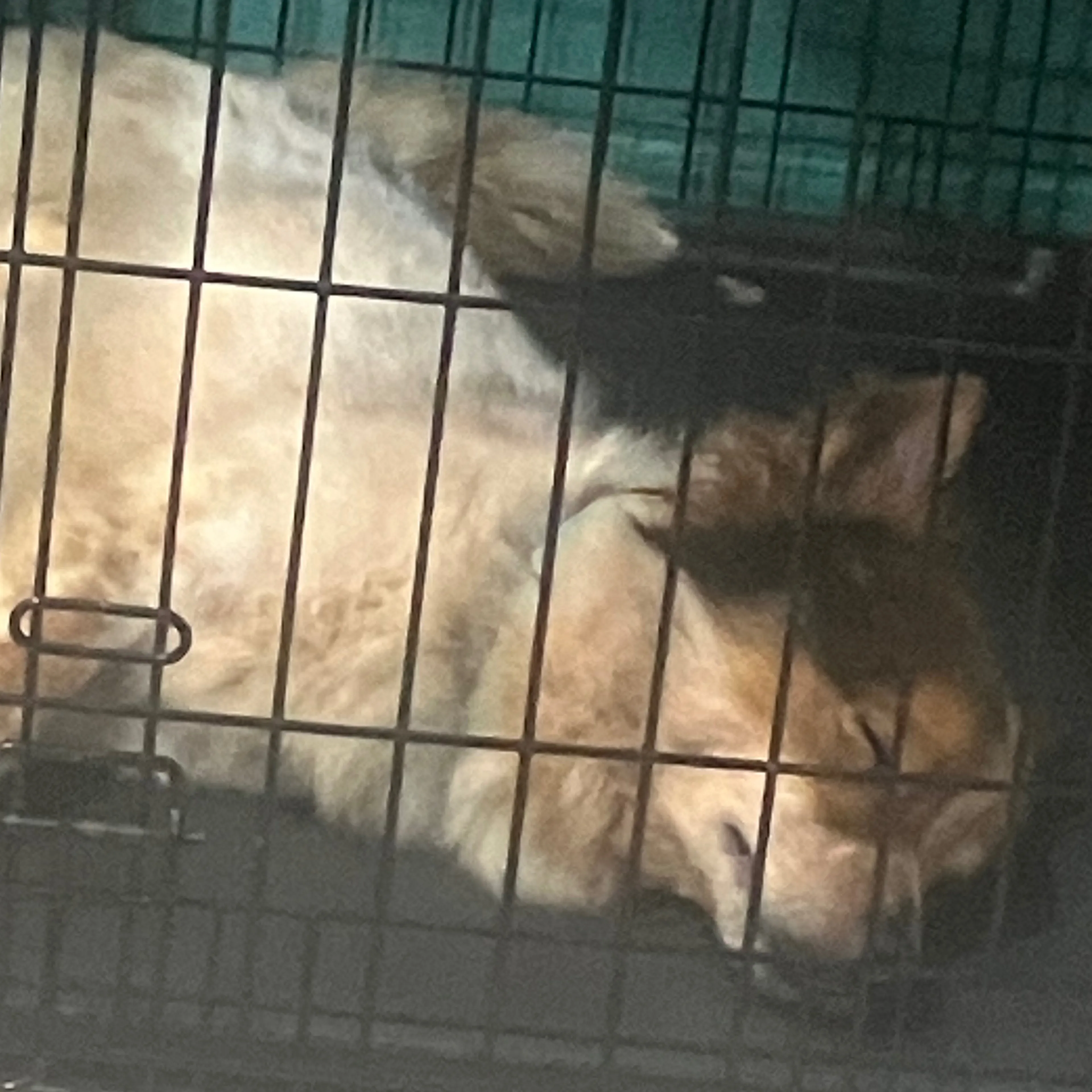 Lost pet-1