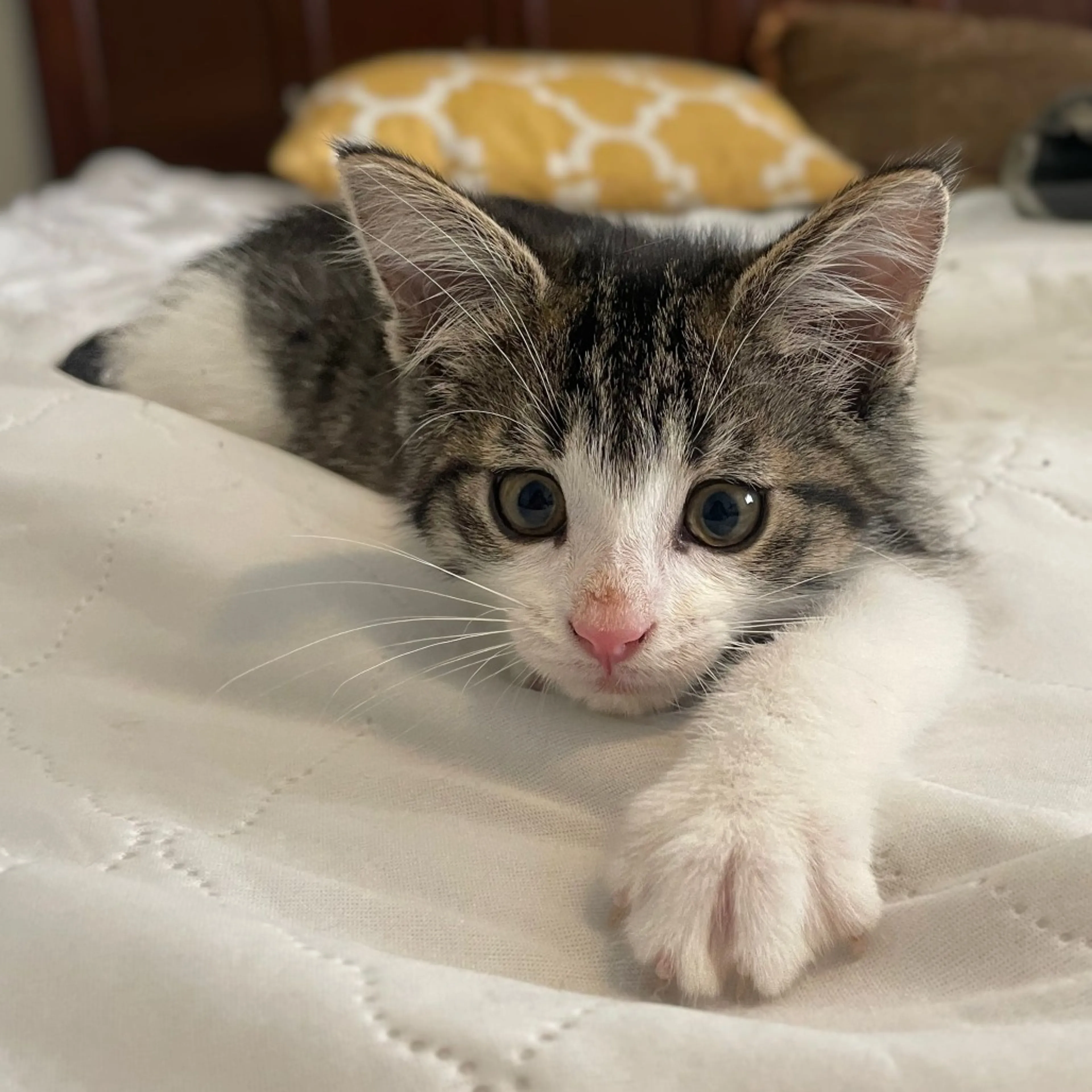 Found pet-0