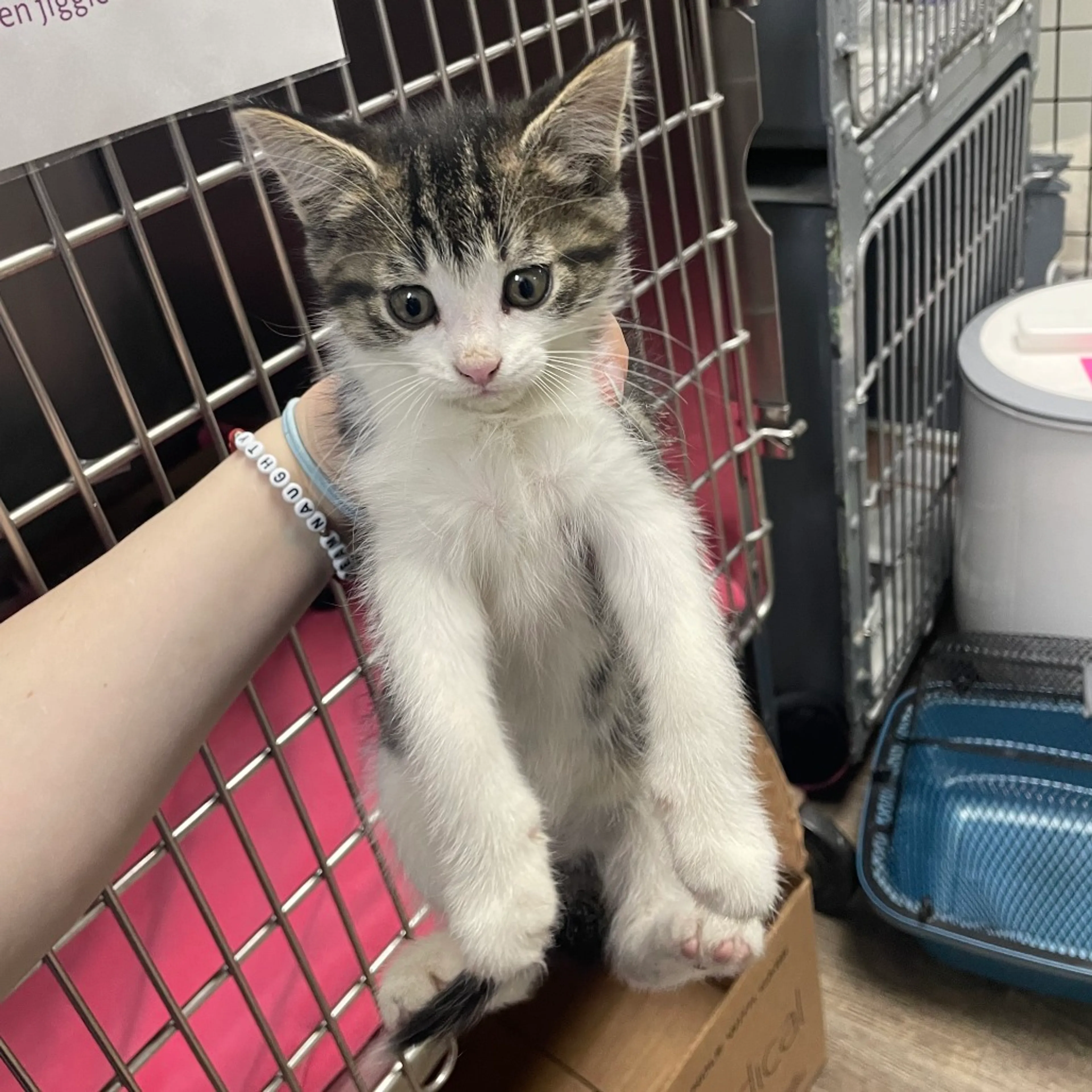 Found pet-1