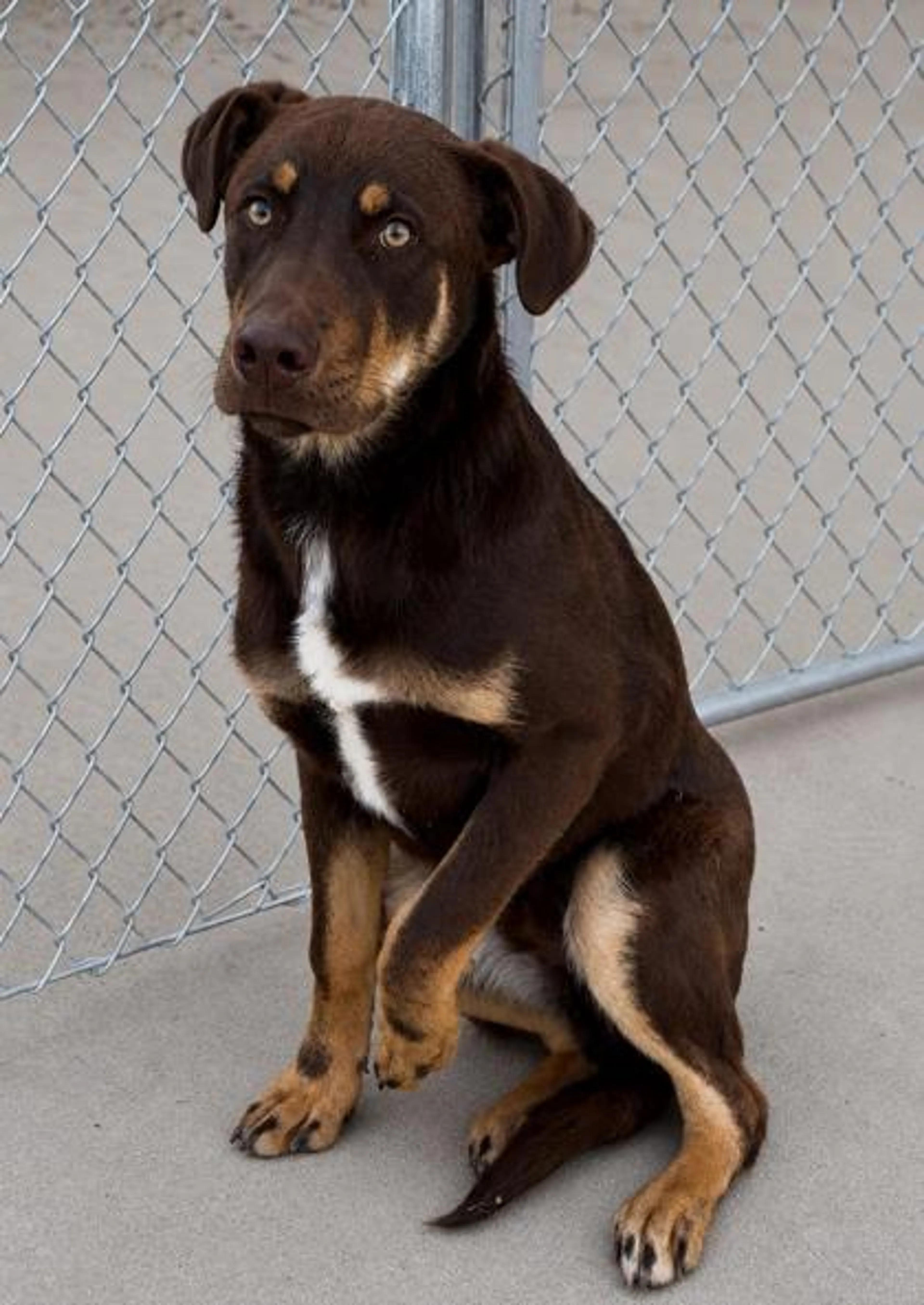 Found pet