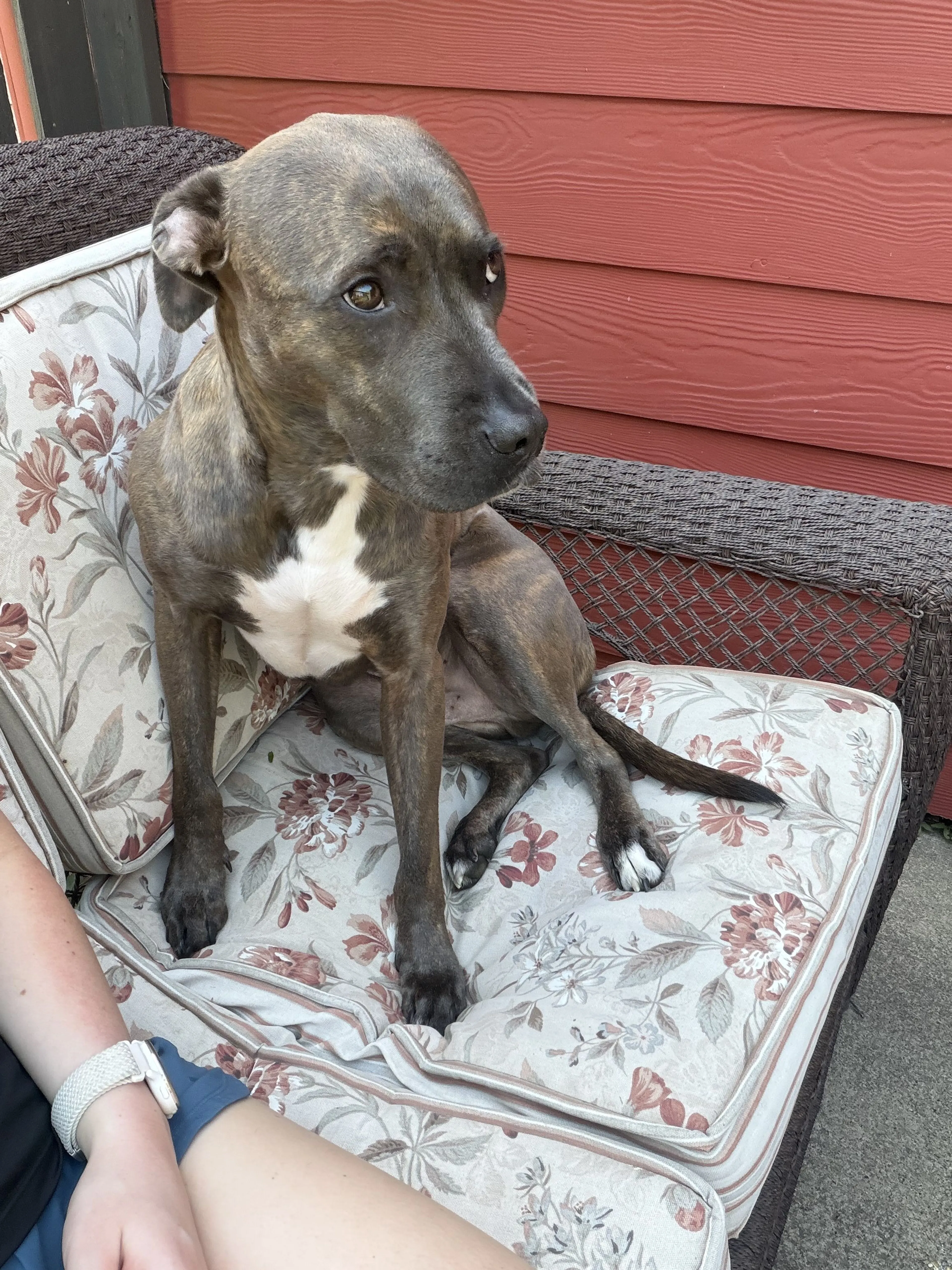 Lost pet
