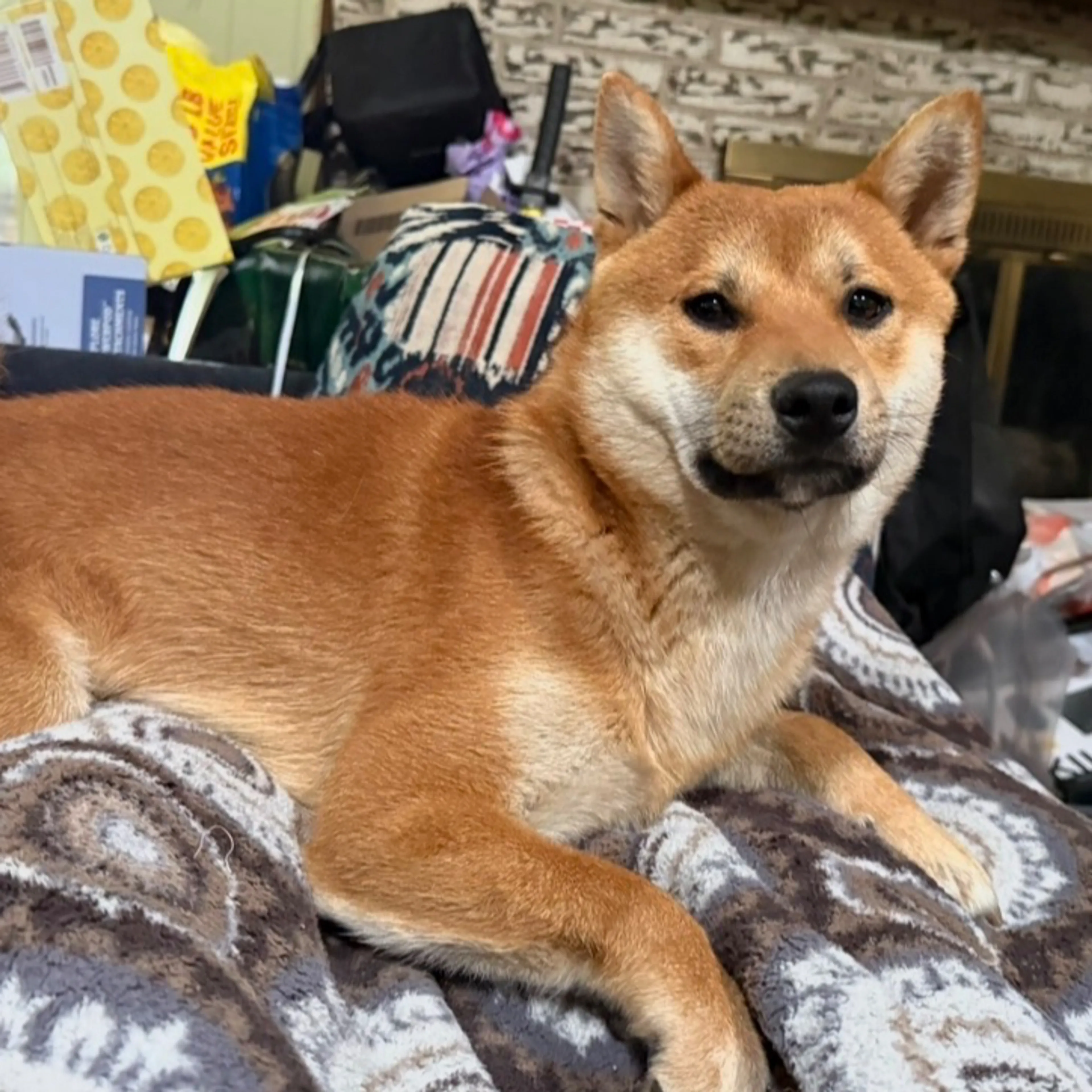 Lost pet-1