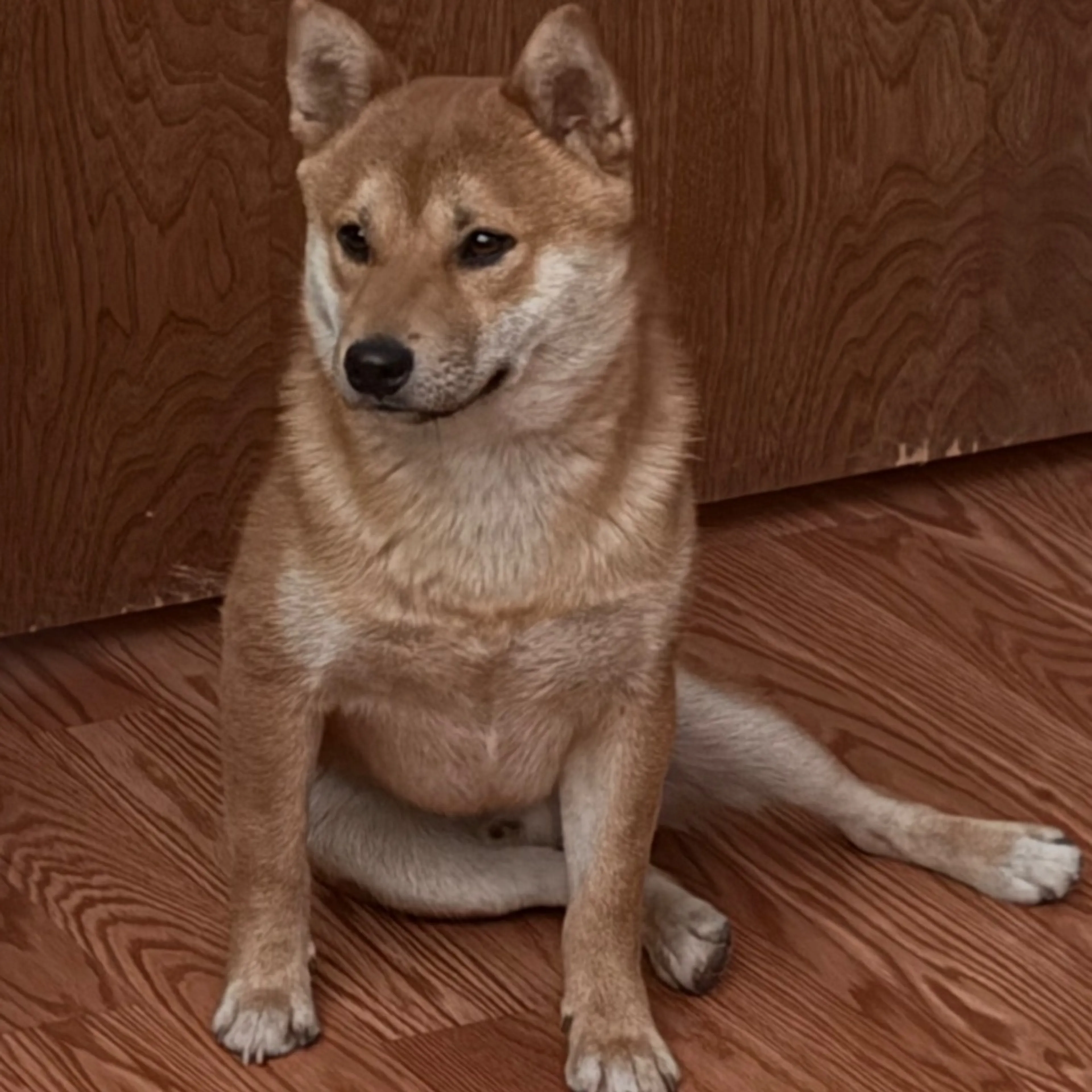 Lost pet-0