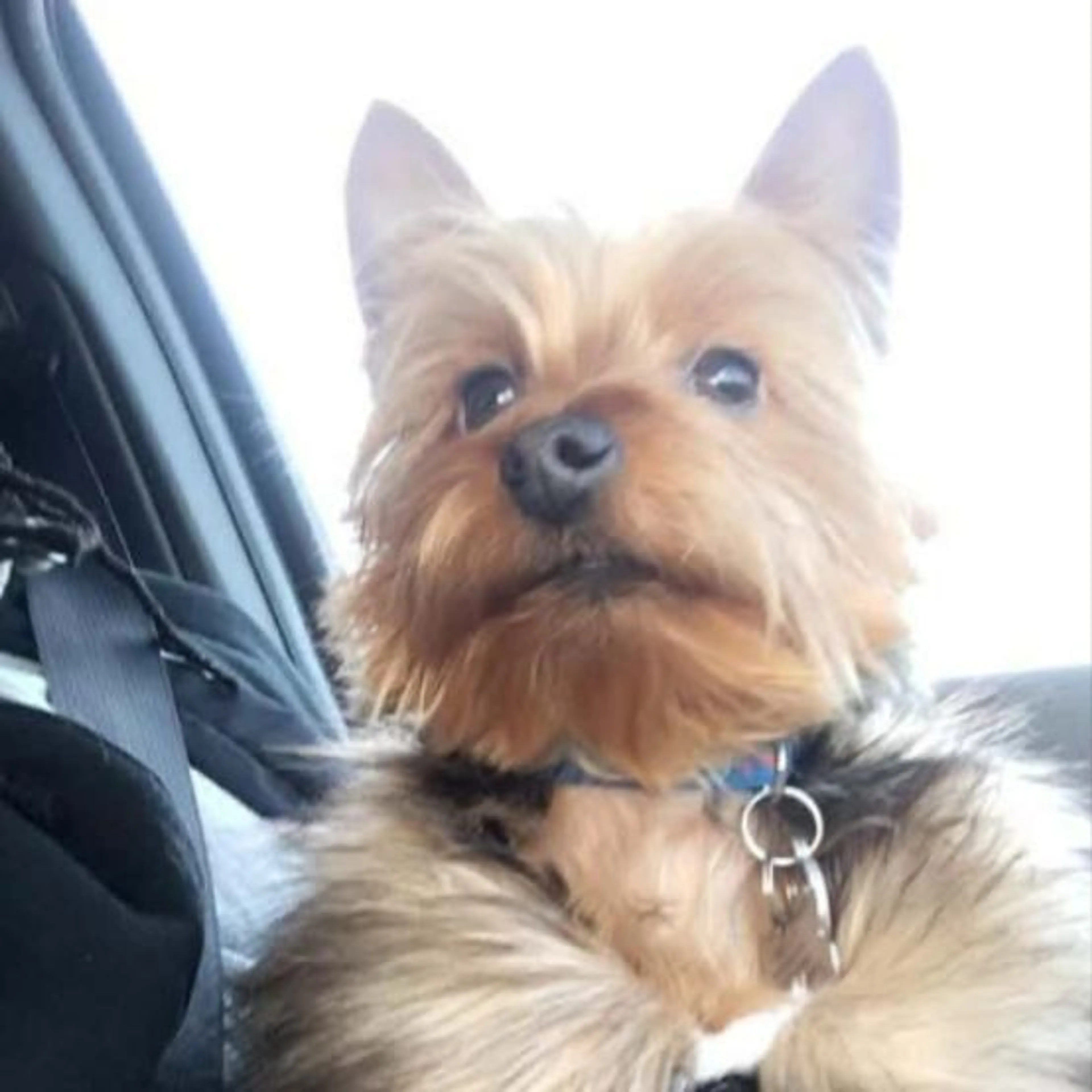 Lost pet