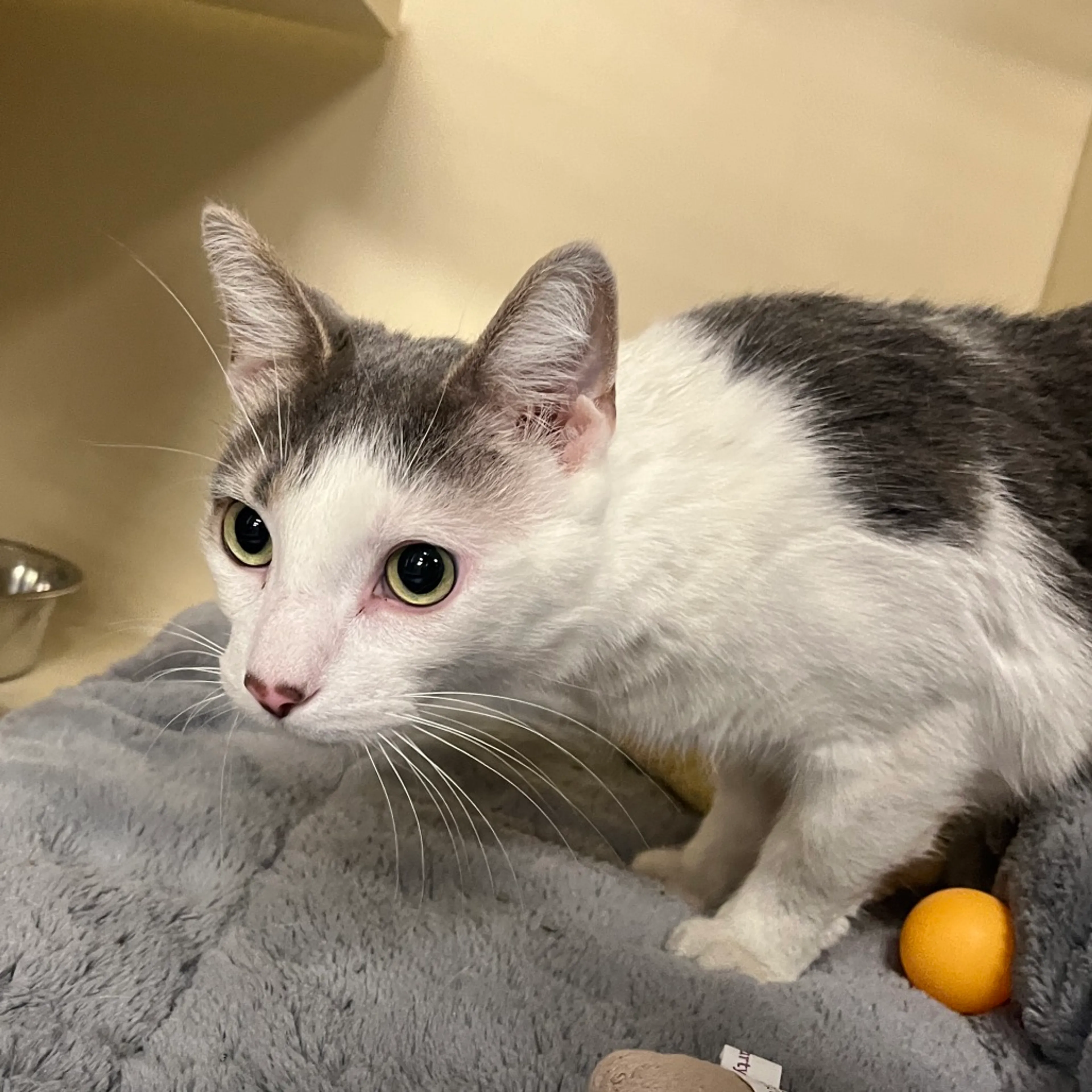 Found pet-1