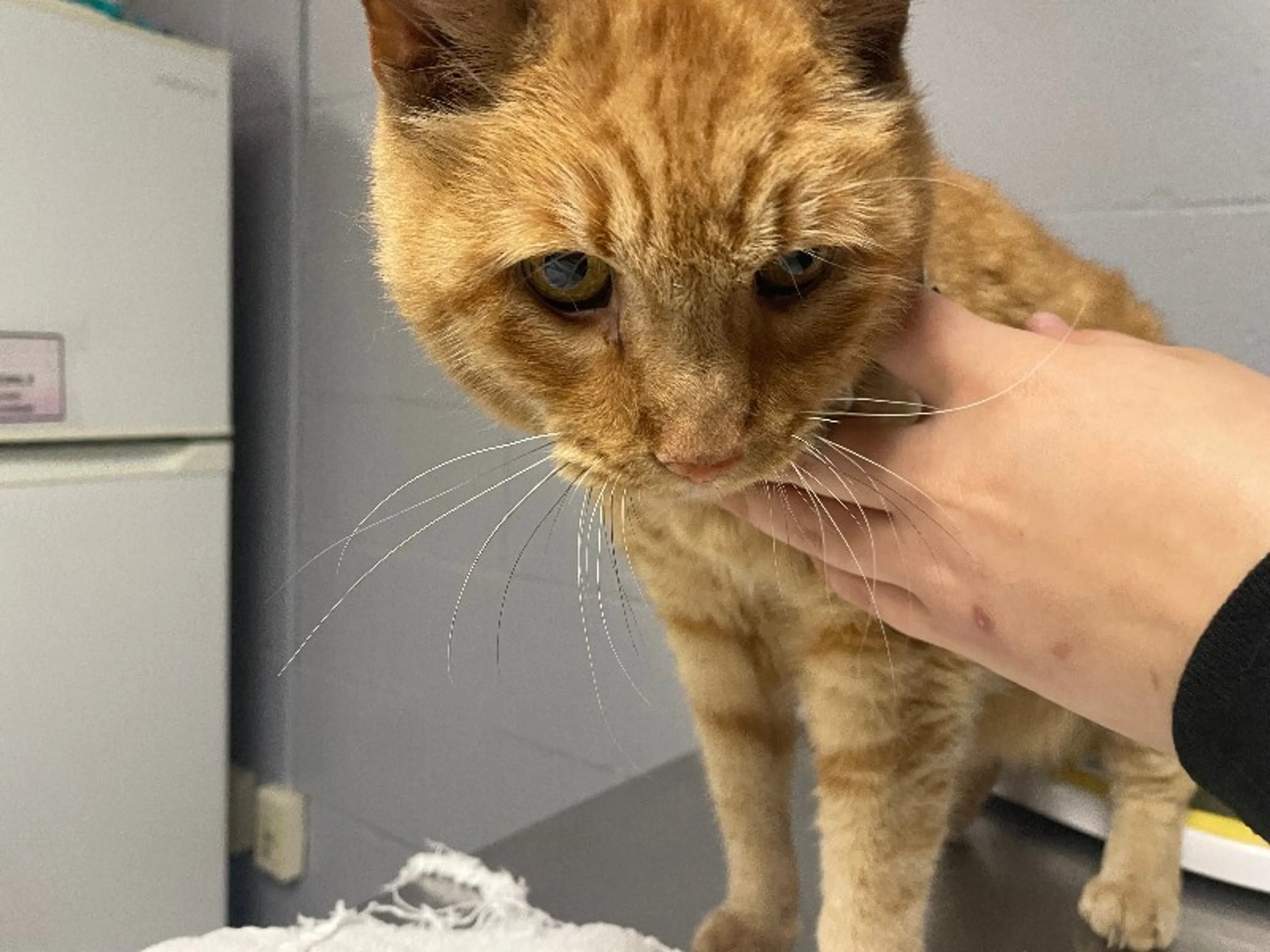 Found pet-0