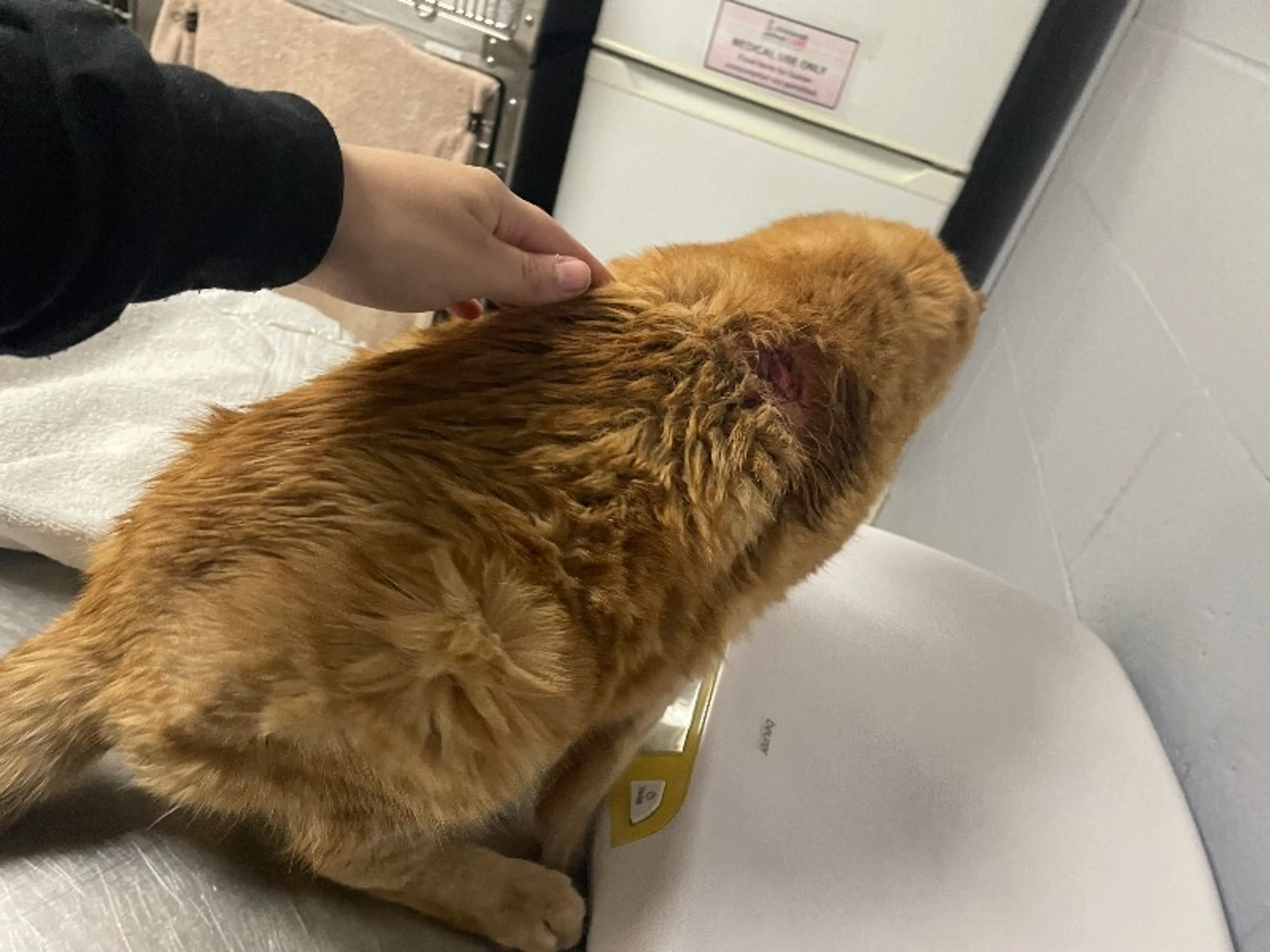 Found pet-1