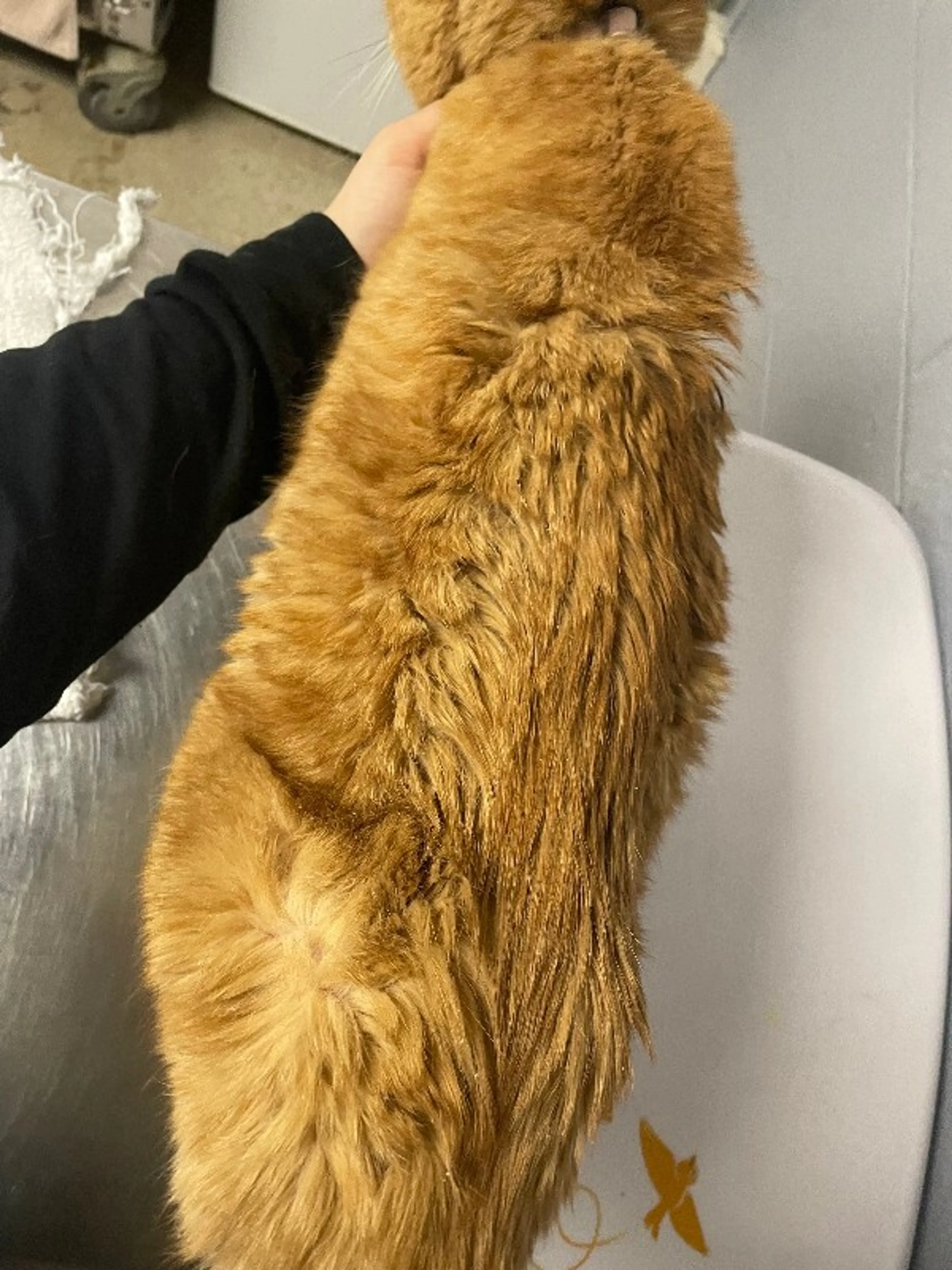 Found pet-3