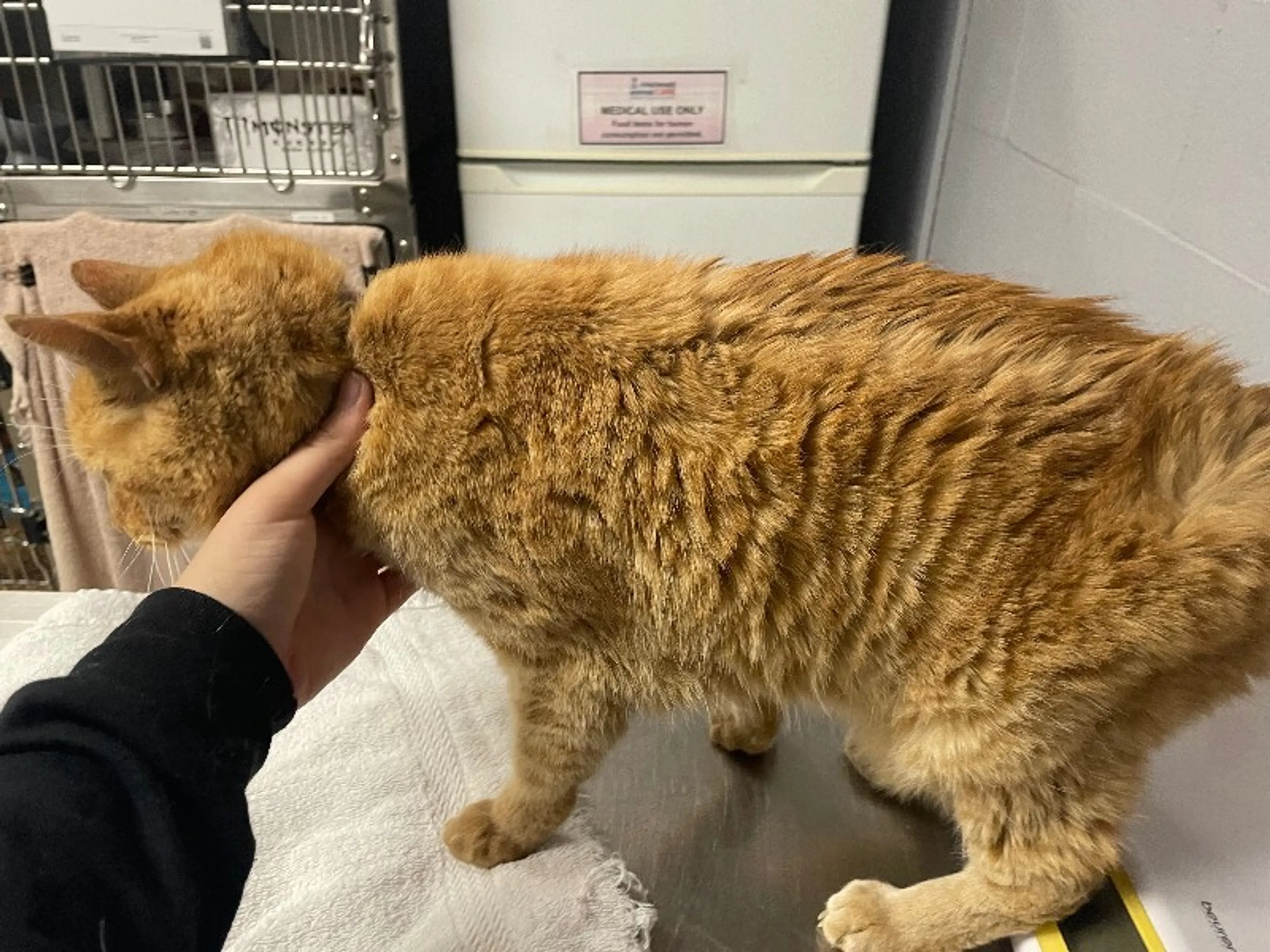Found pet-2