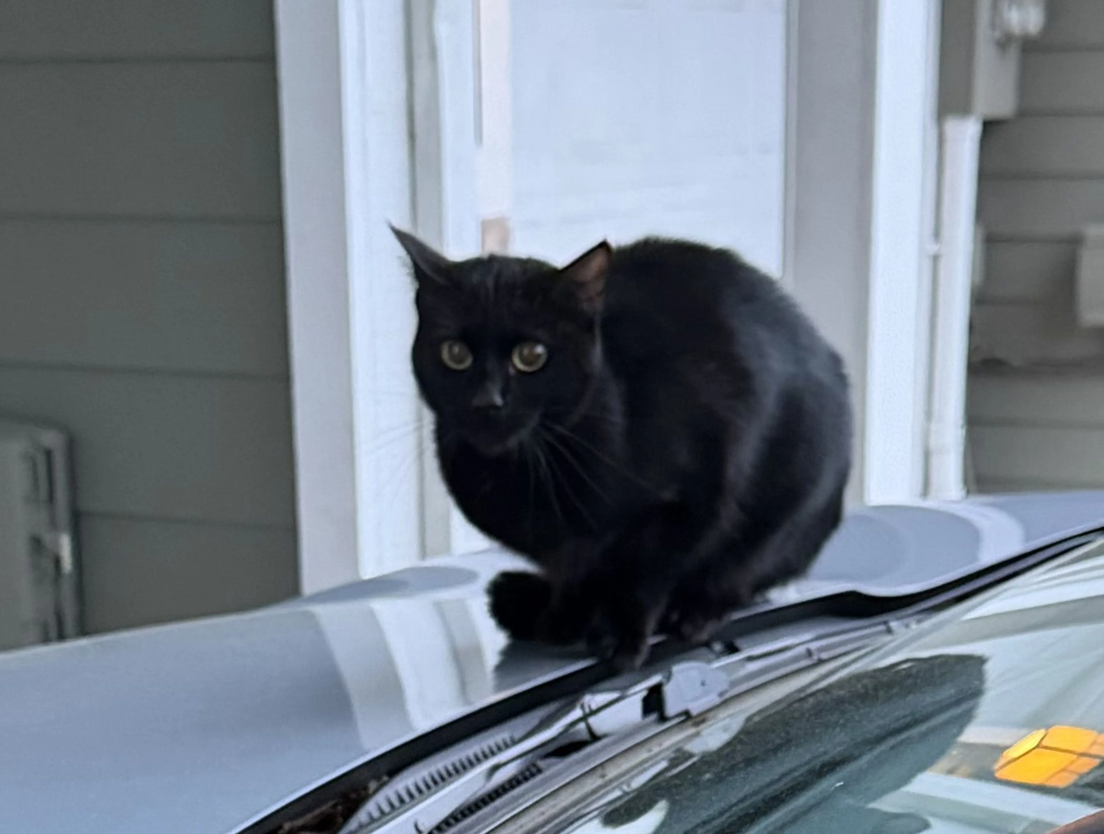 Lost pet