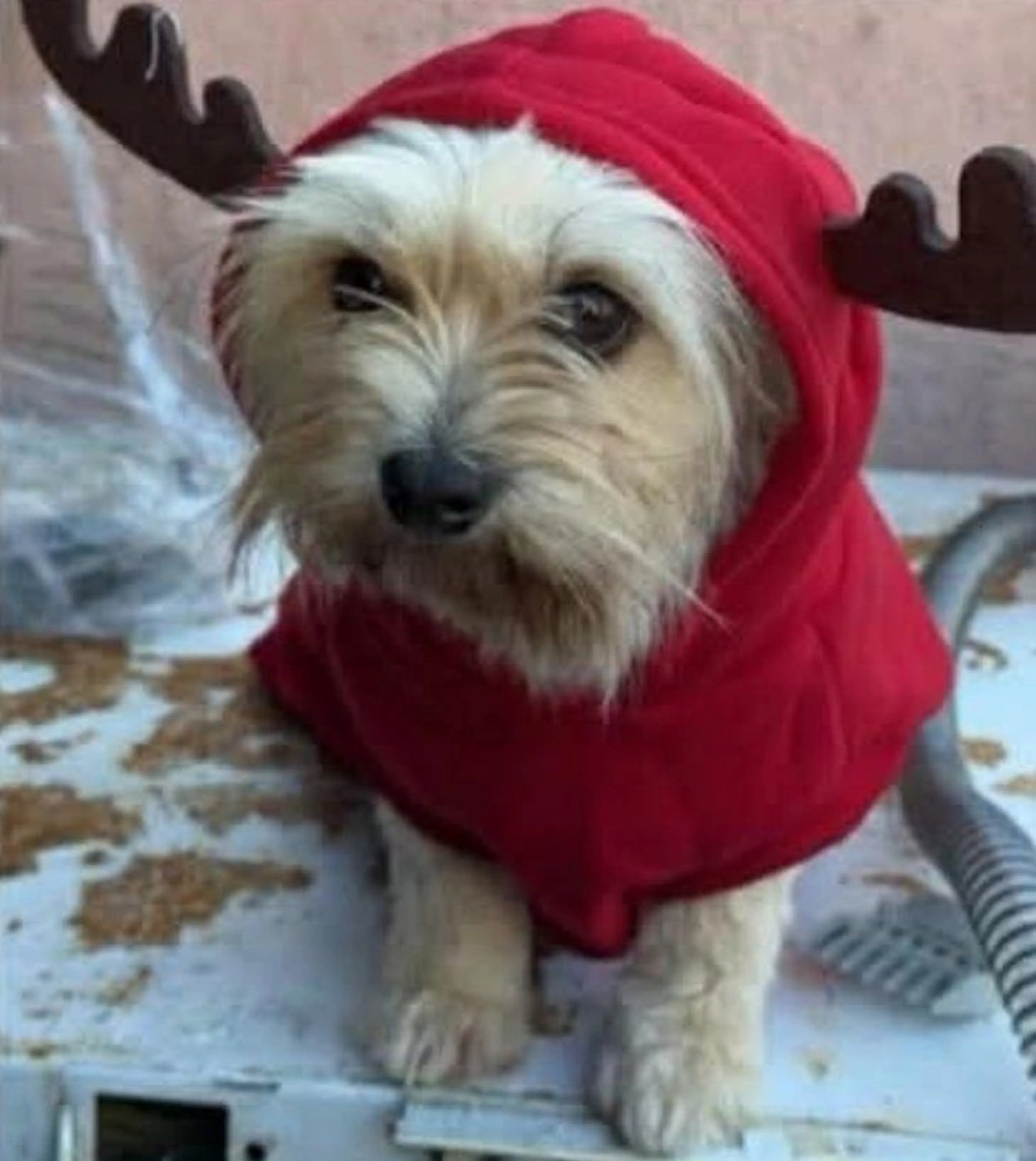 Lost pet