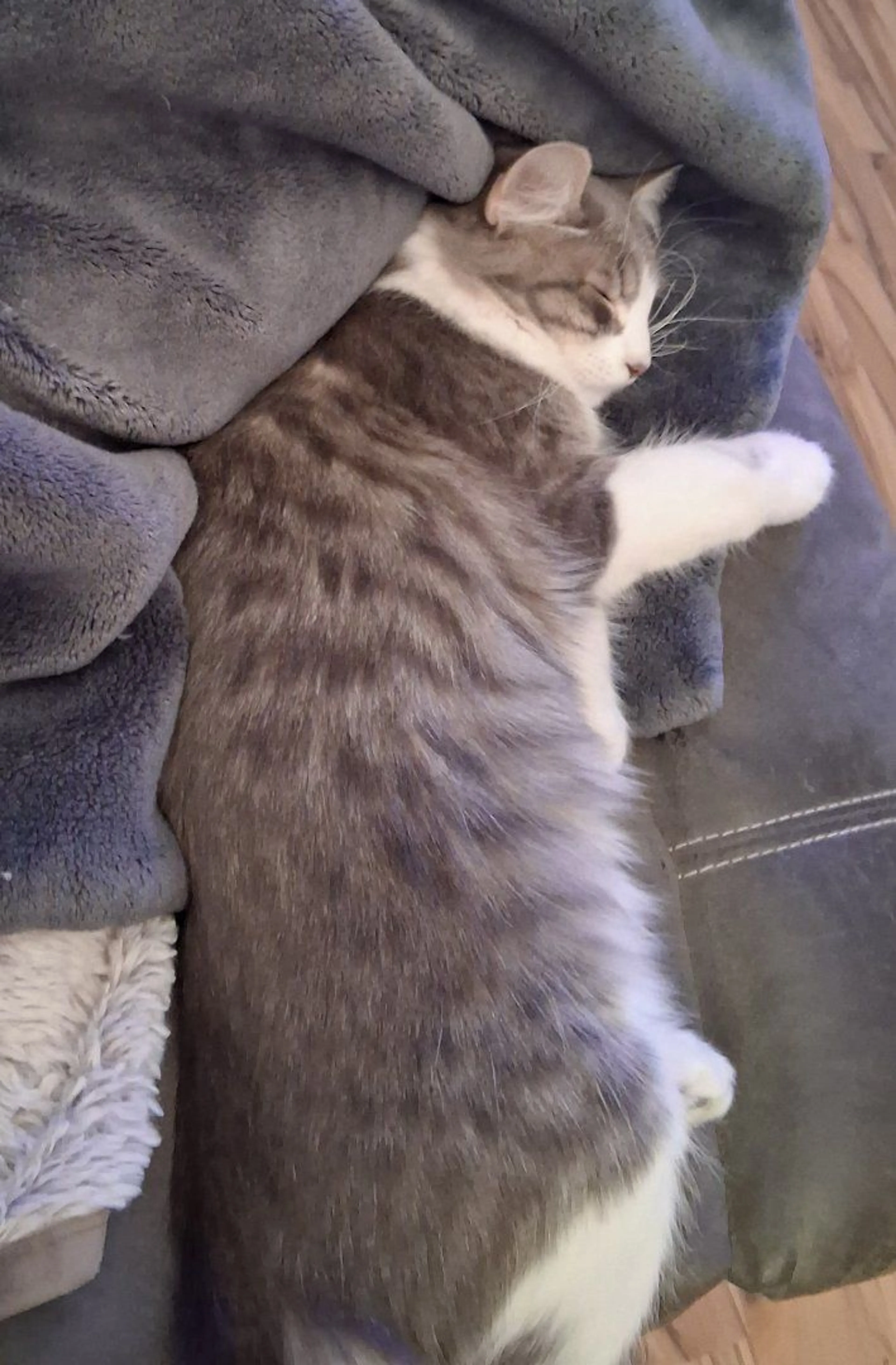 Lost pet