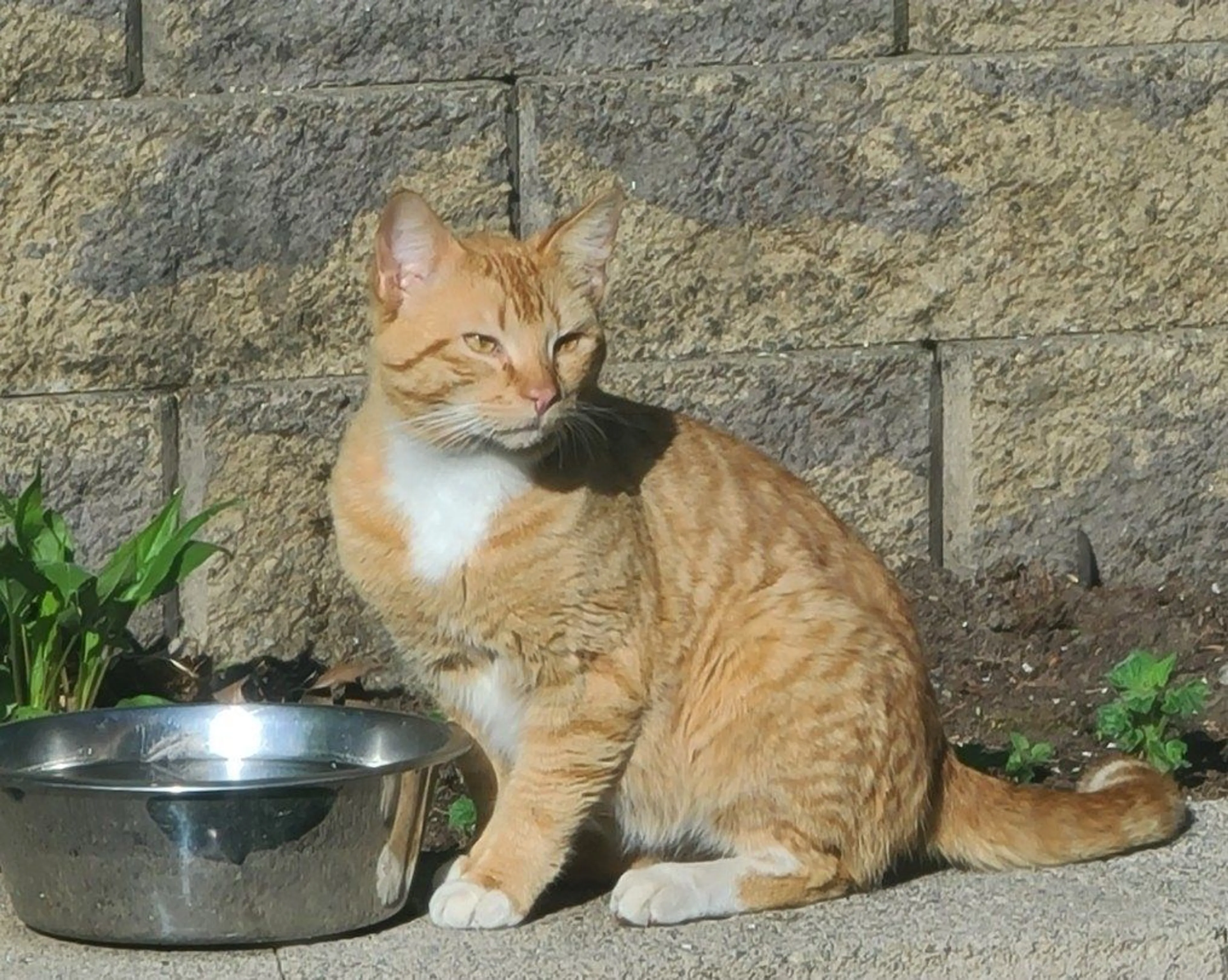 Lost pet
