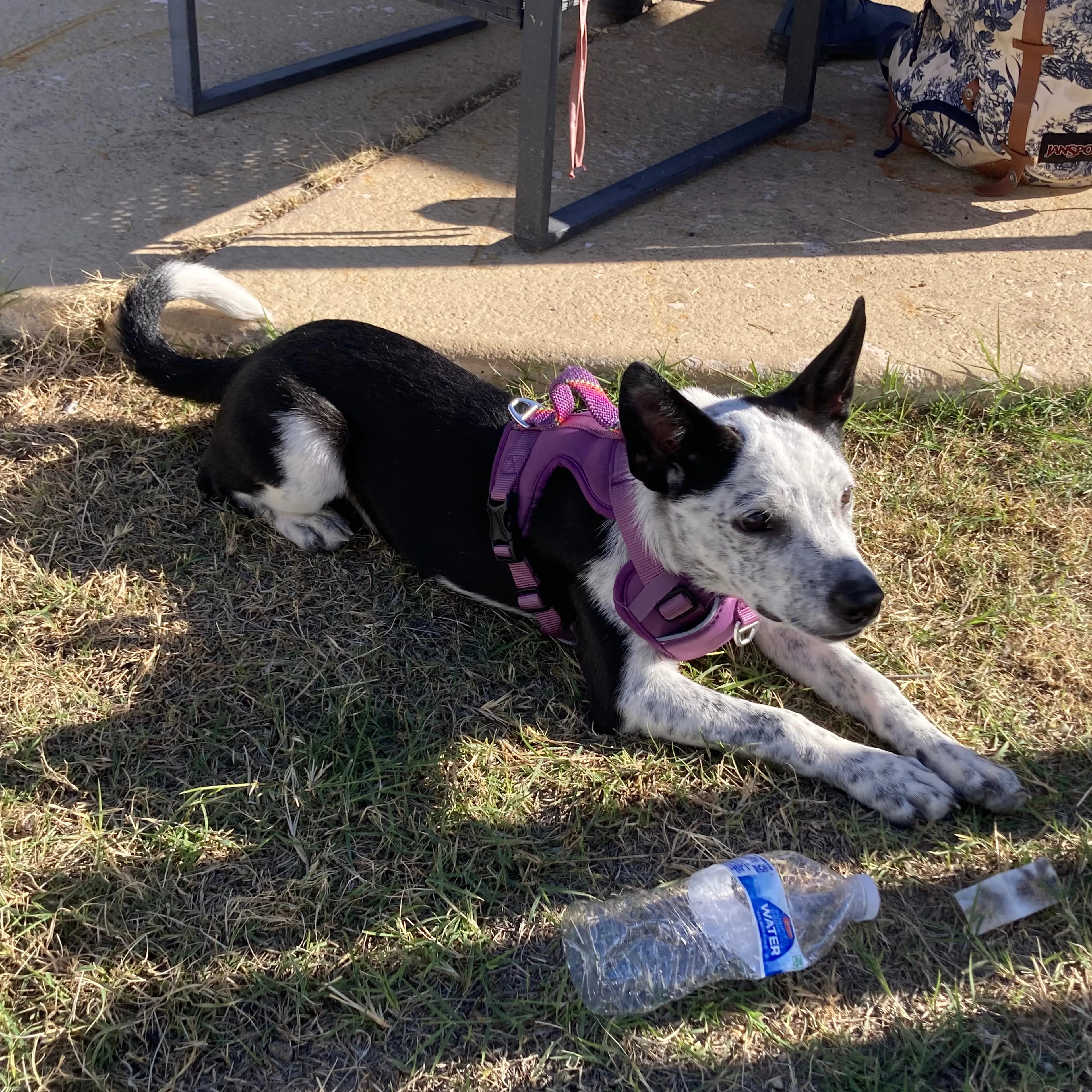 Lost pet-1