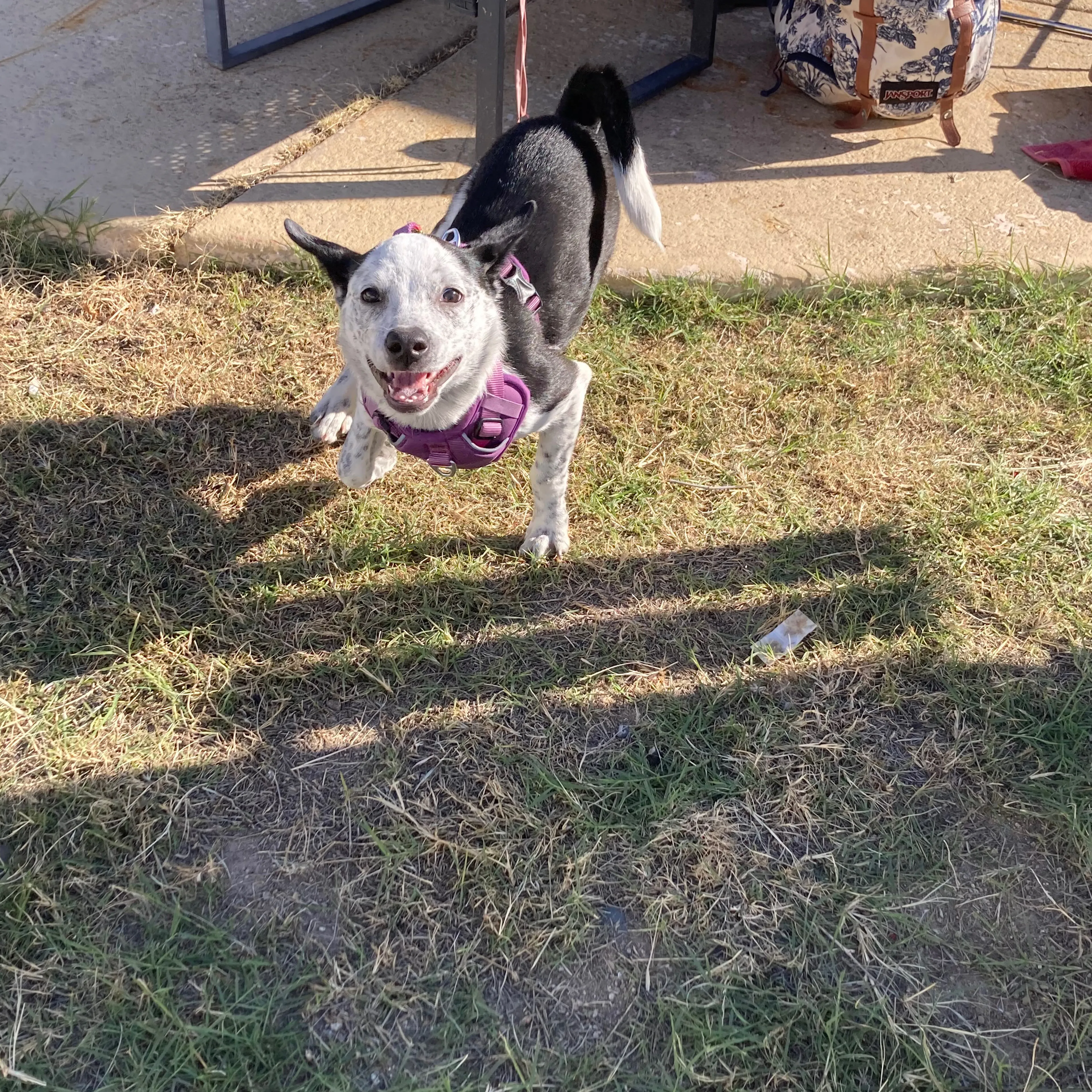 Lost pet-2