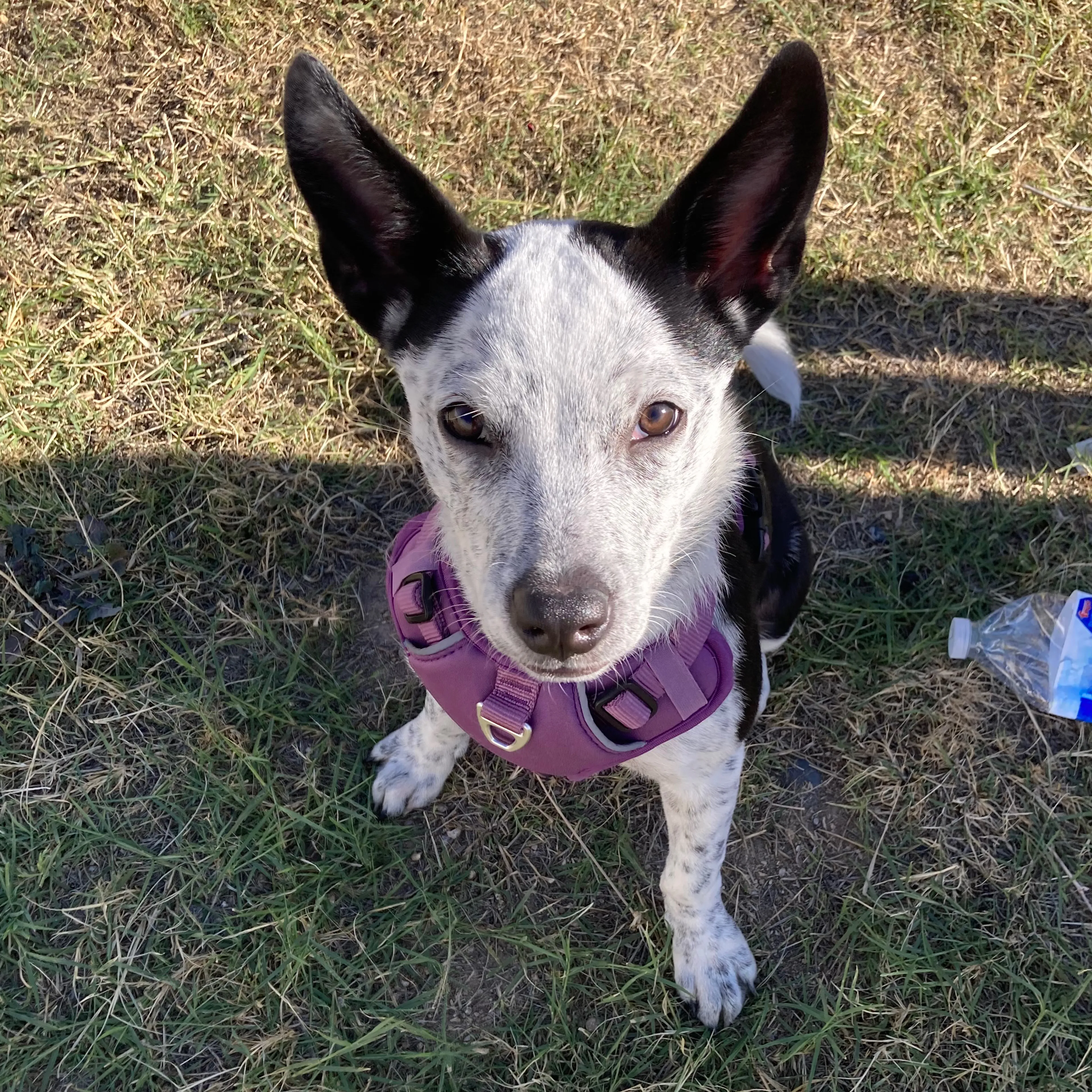 Lost pet-3