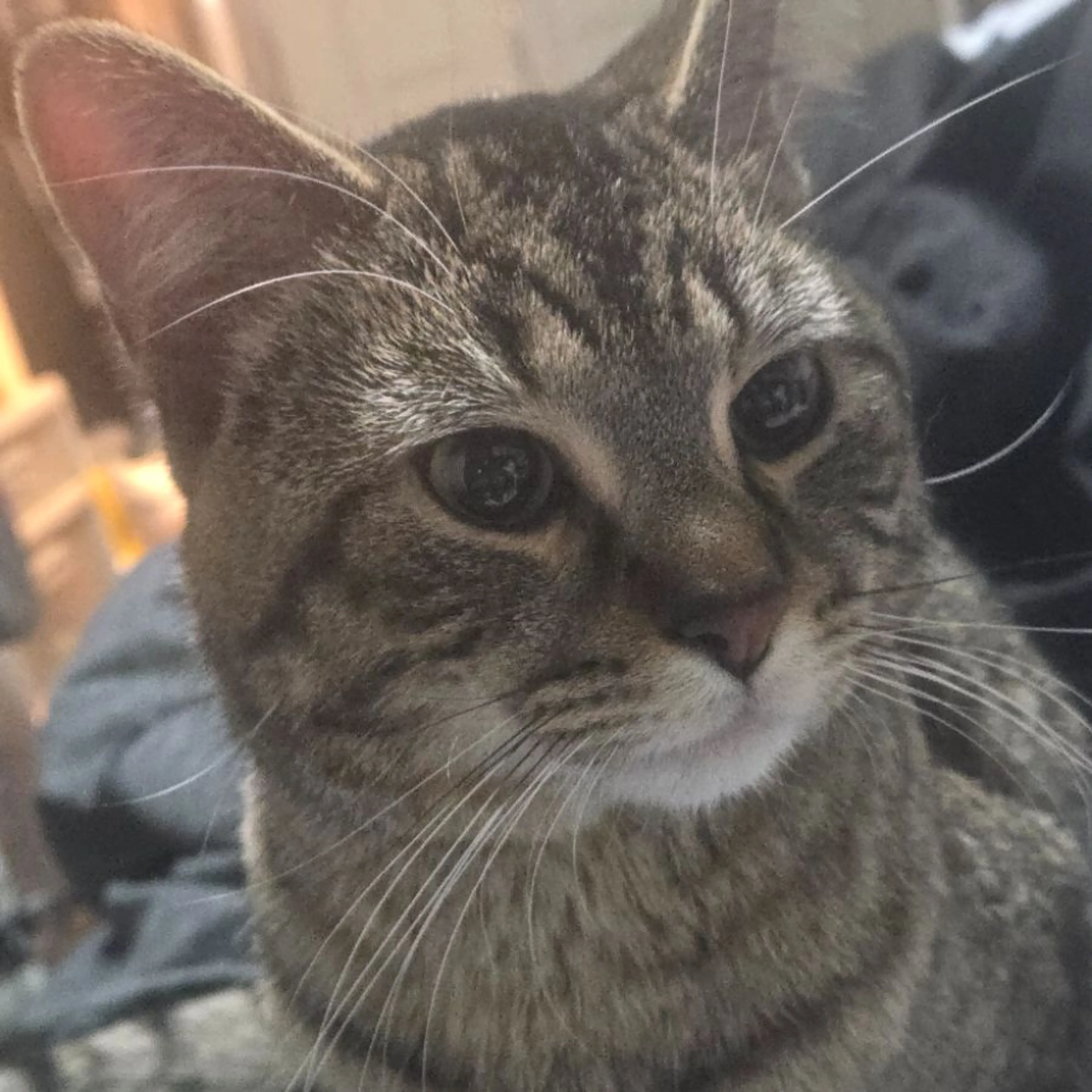 Lost pet