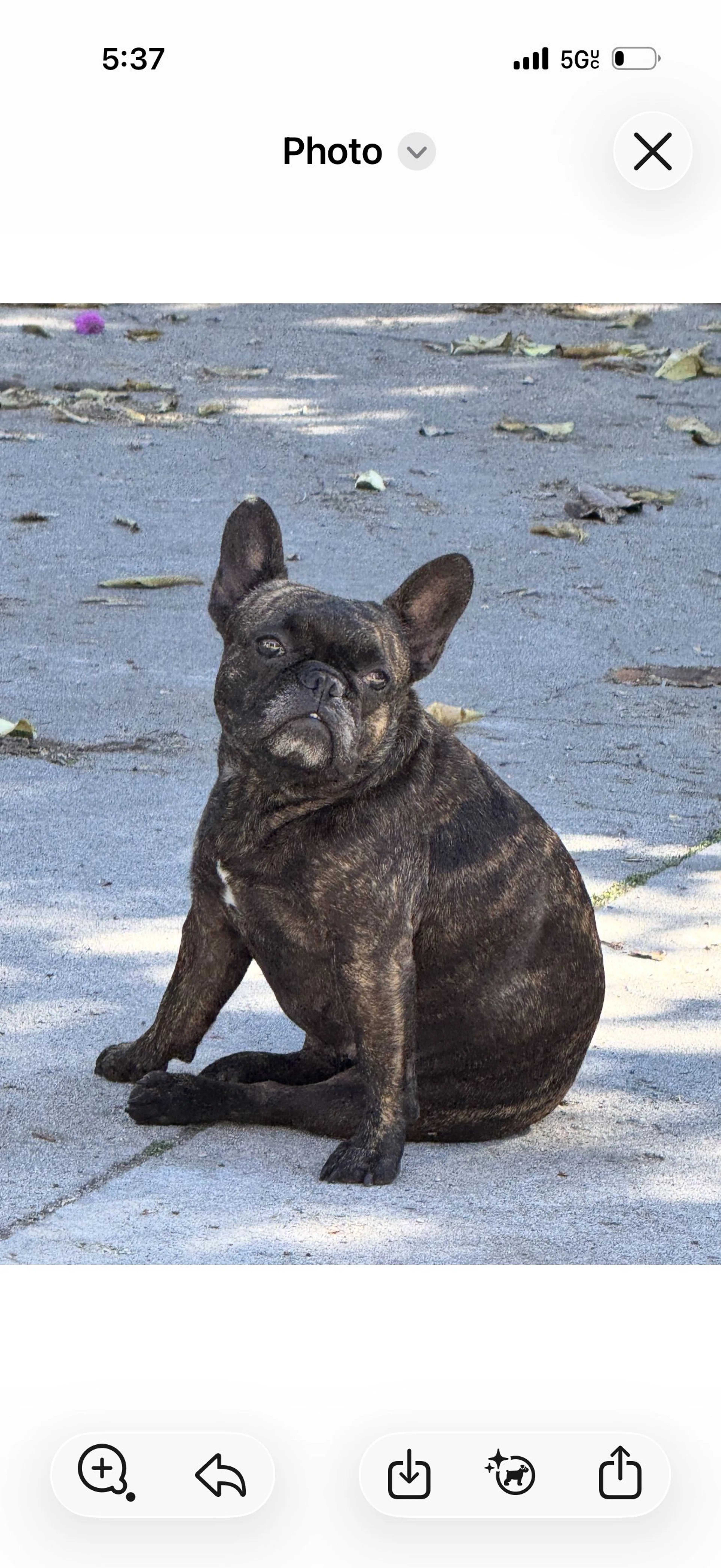 Lost pet-0