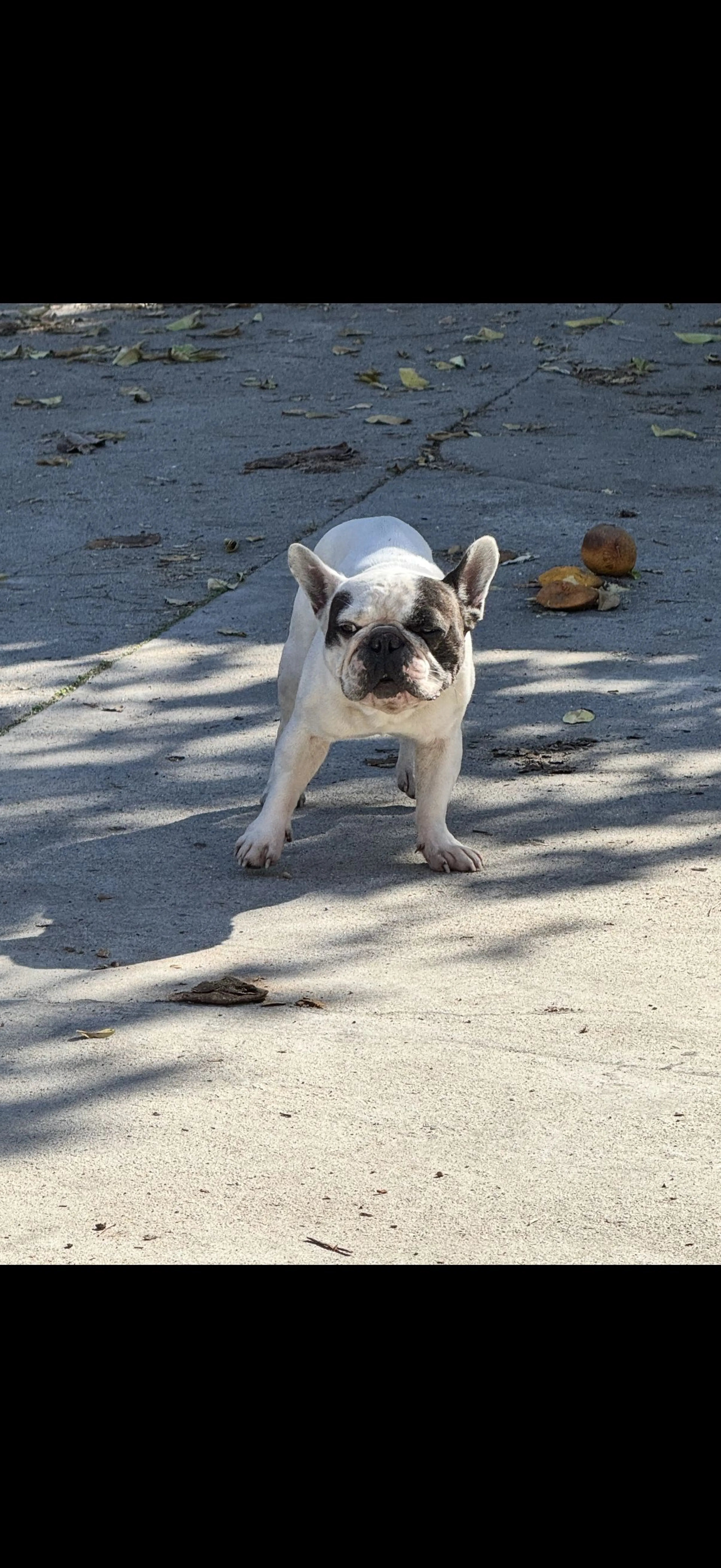 Lost pet-1