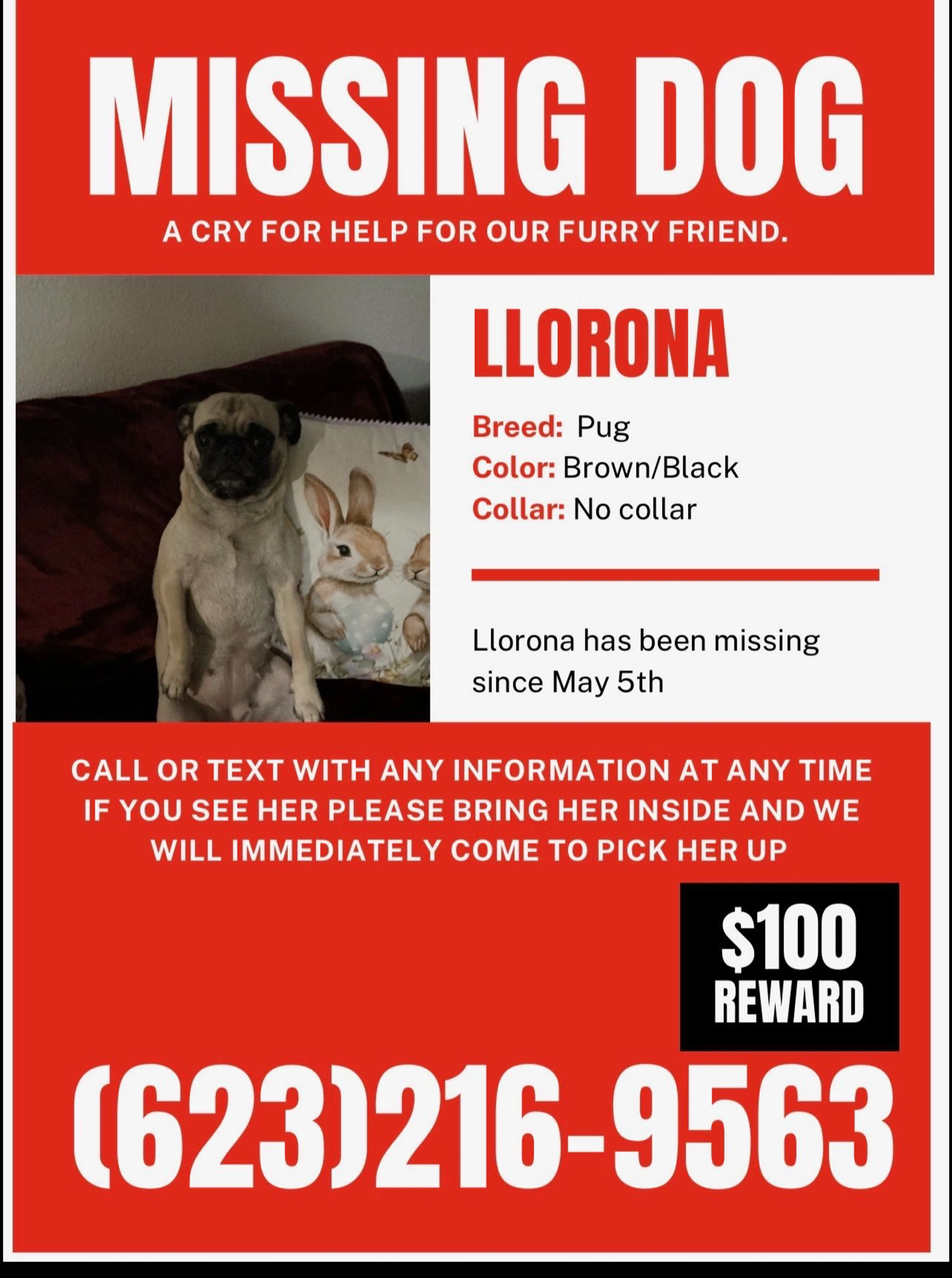 Lost pet