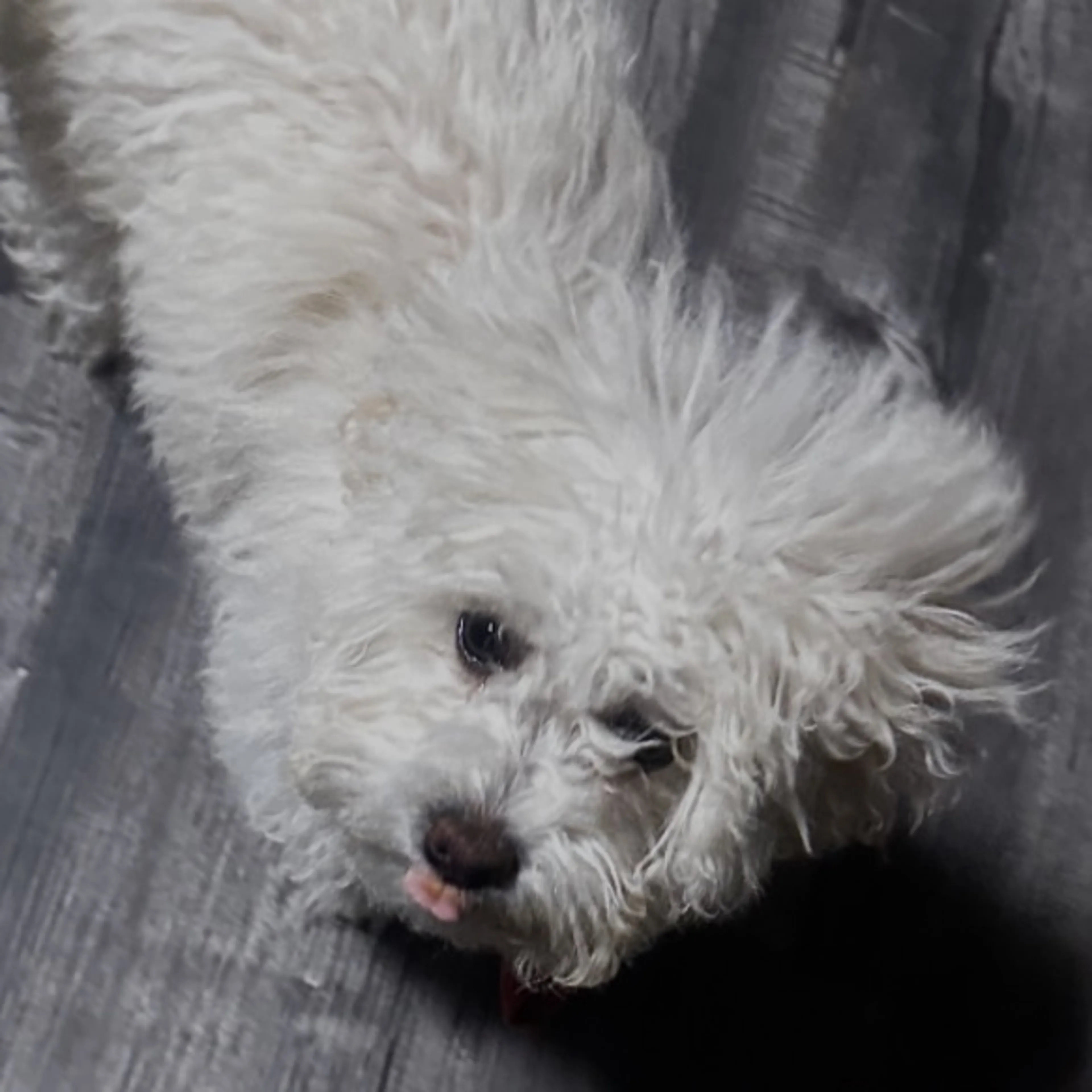Lost pet