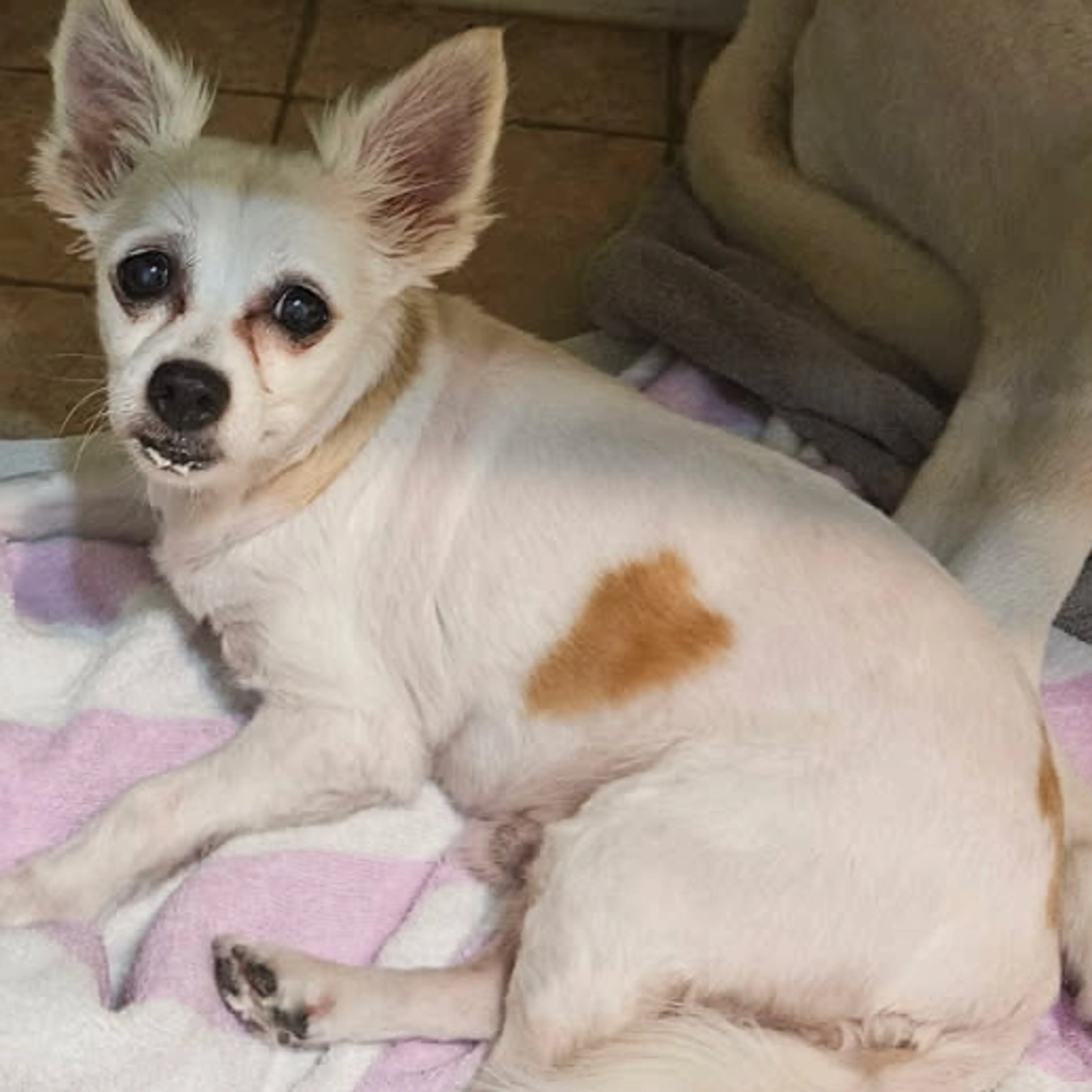 Lost pet-3