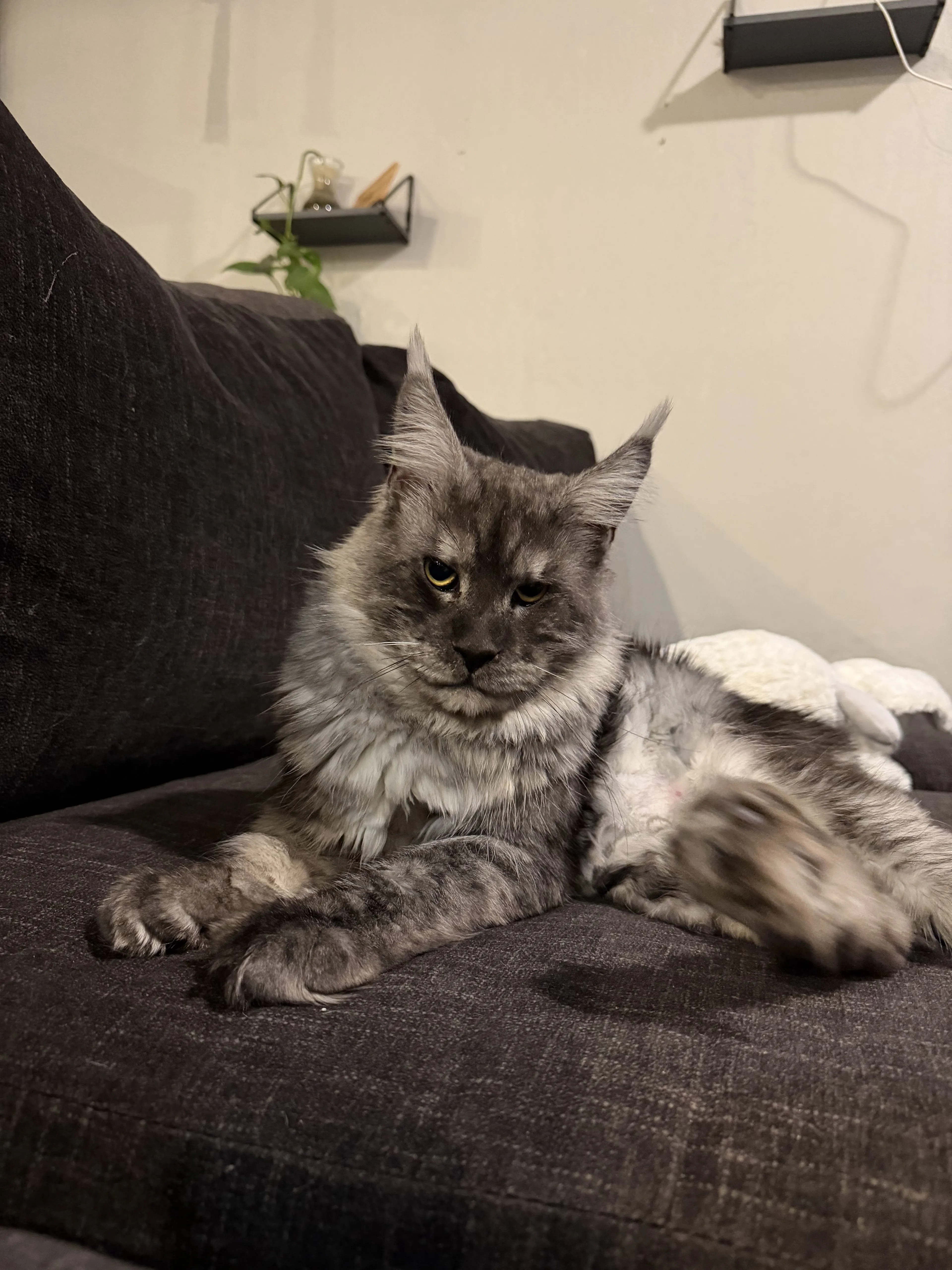 Lost pet-1