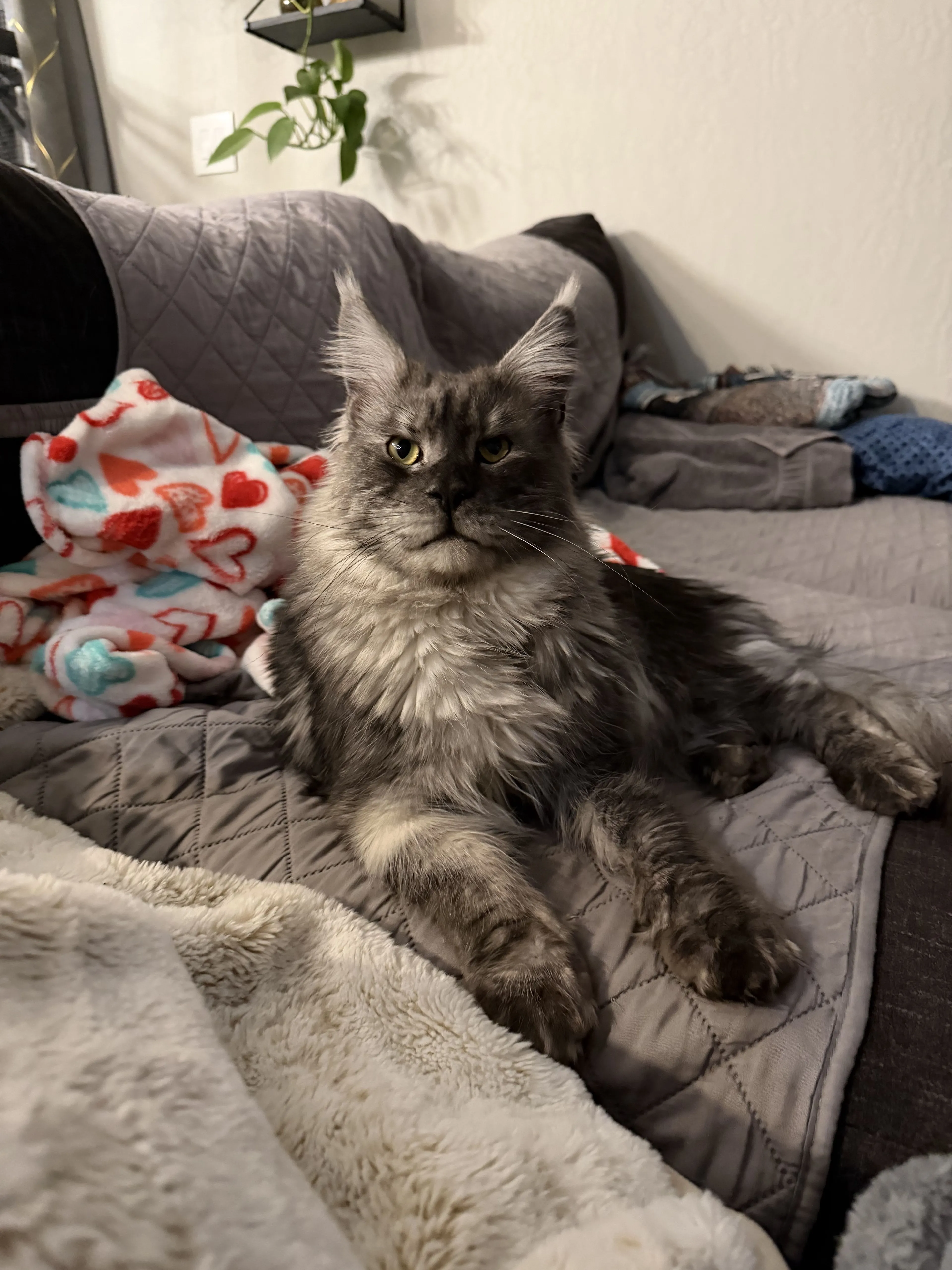 Lost pet-0