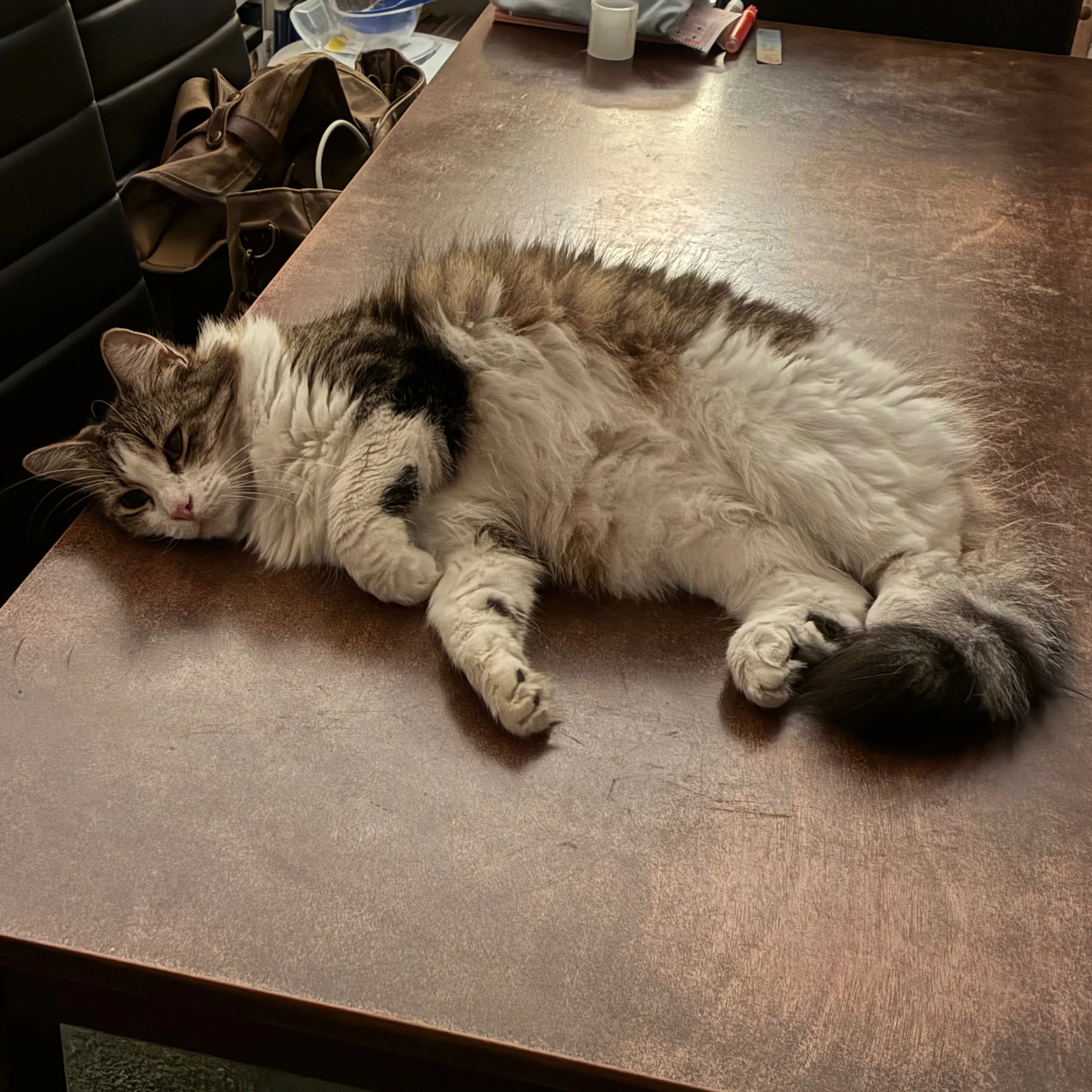 Lost pet-3