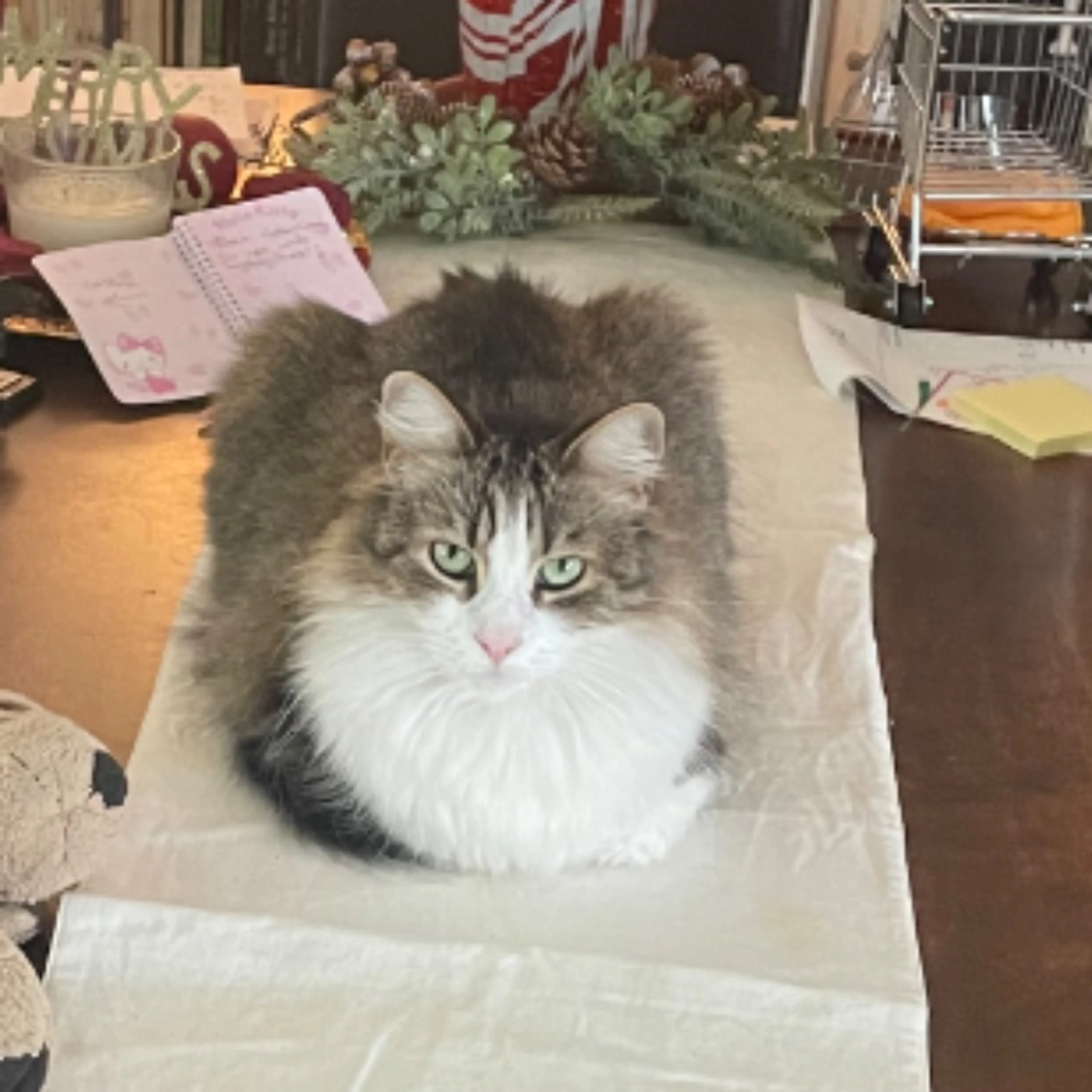Lost pet-0